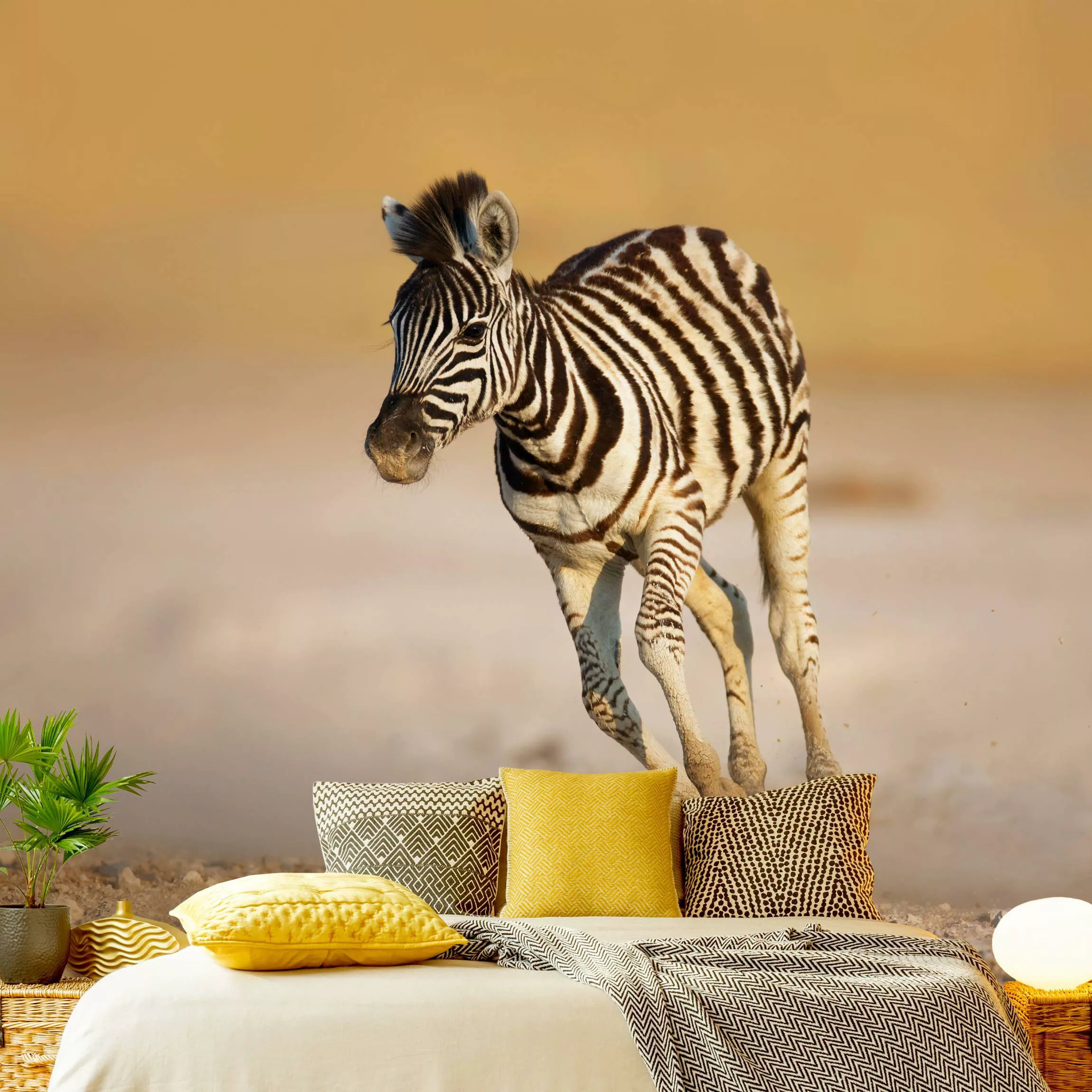 Fototapete Zebrafohlen günstig online kaufen