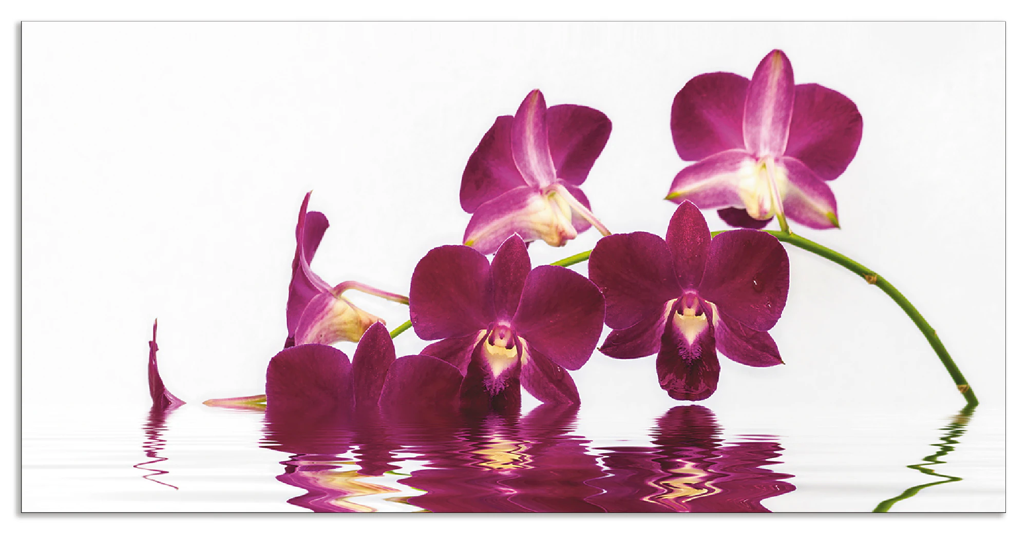 Artland Küchenrückwand "Phalaenopsis Orchidee", (1 tlg.), Alu Spritzschutz günstig online kaufen
