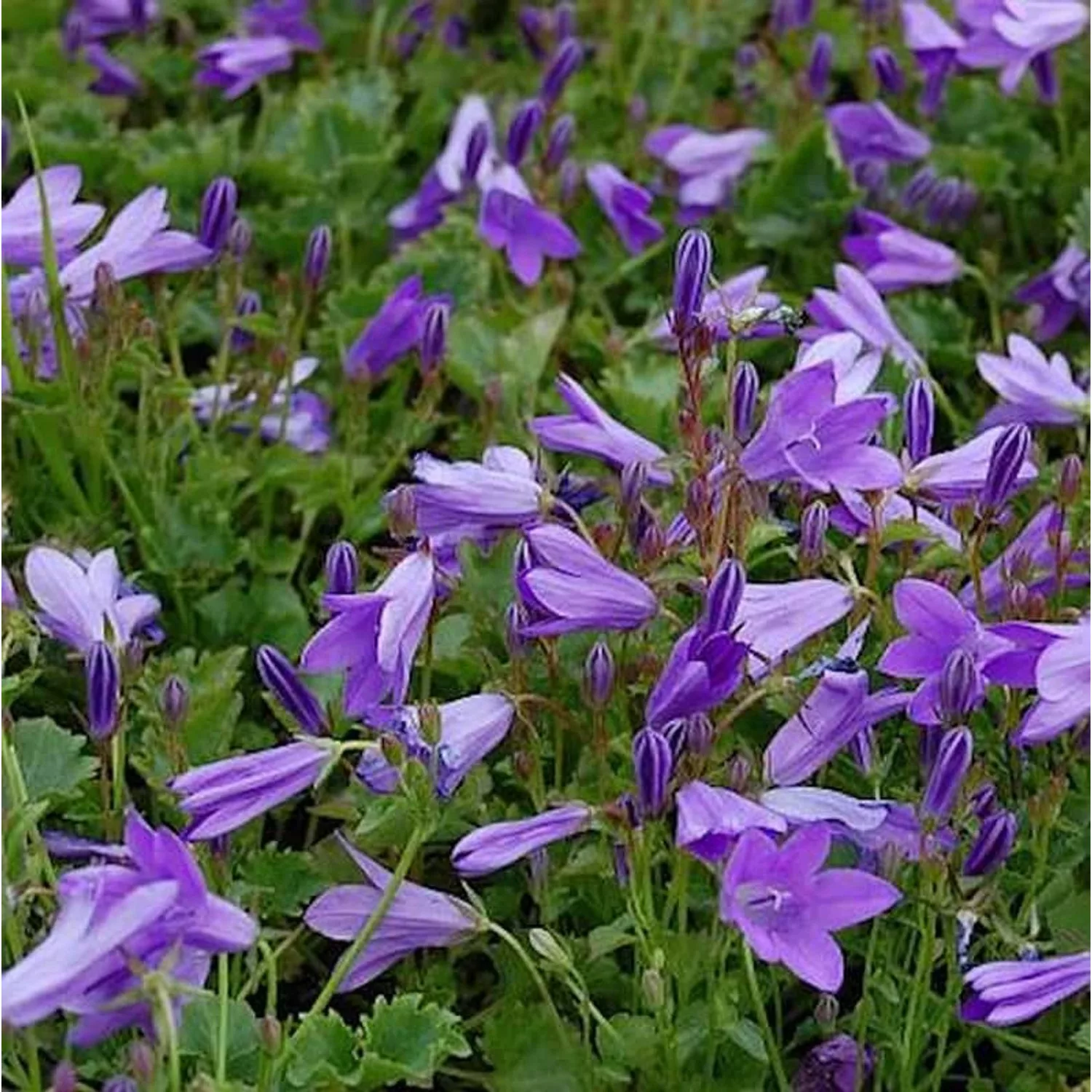 Teppich Glockenblume Birch - Campanula portenschlagiana günstig online kaufen