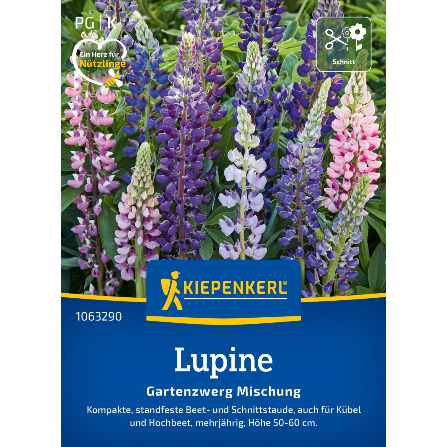 Kiepenkerl Lupine Garten-zwerg Lupinus polyphyllus günstig online kaufen