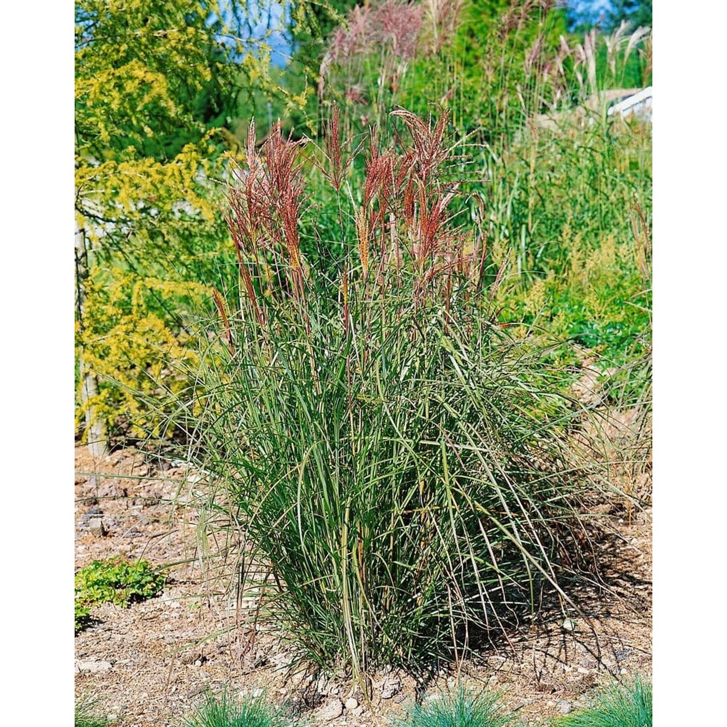 Miscanthus Sinensis Roter Oktober Chinaschilf Rot 3-5 Liter Container günstig online kaufen