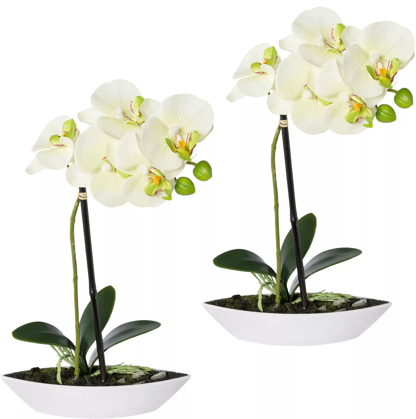 Creativ green Kunstorchidee "Phalaenopsis", 2er Set, in Kunststoffschale günstig online kaufen