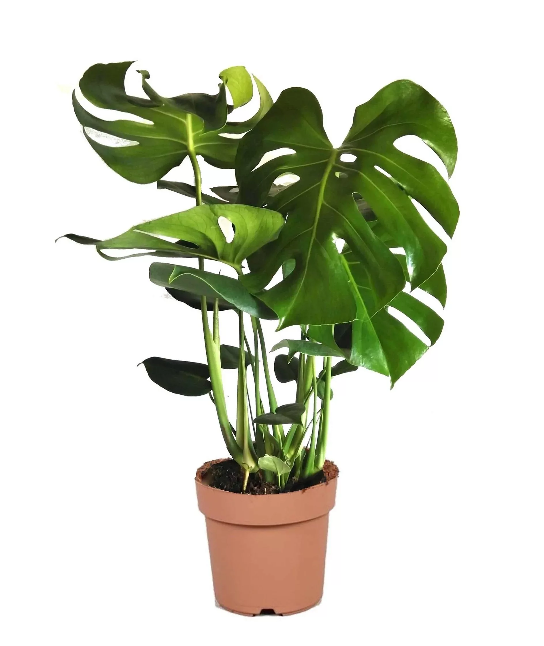 Perfect Plant | Monstera Deliciosa Lochpflanze günstig online kaufen