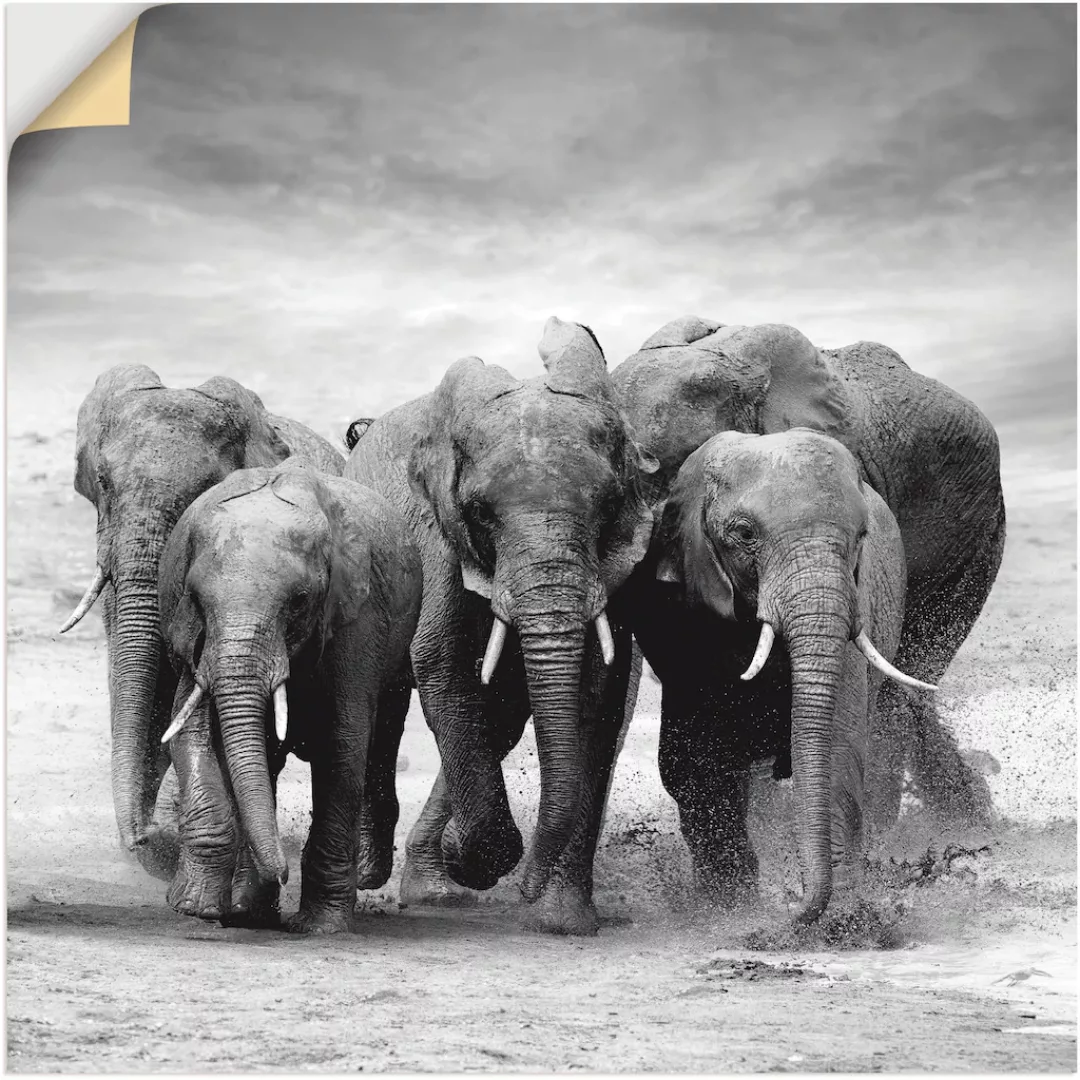 Artland Wandbild "Elefanten", Wildtiere, (1 St.) günstig online kaufen