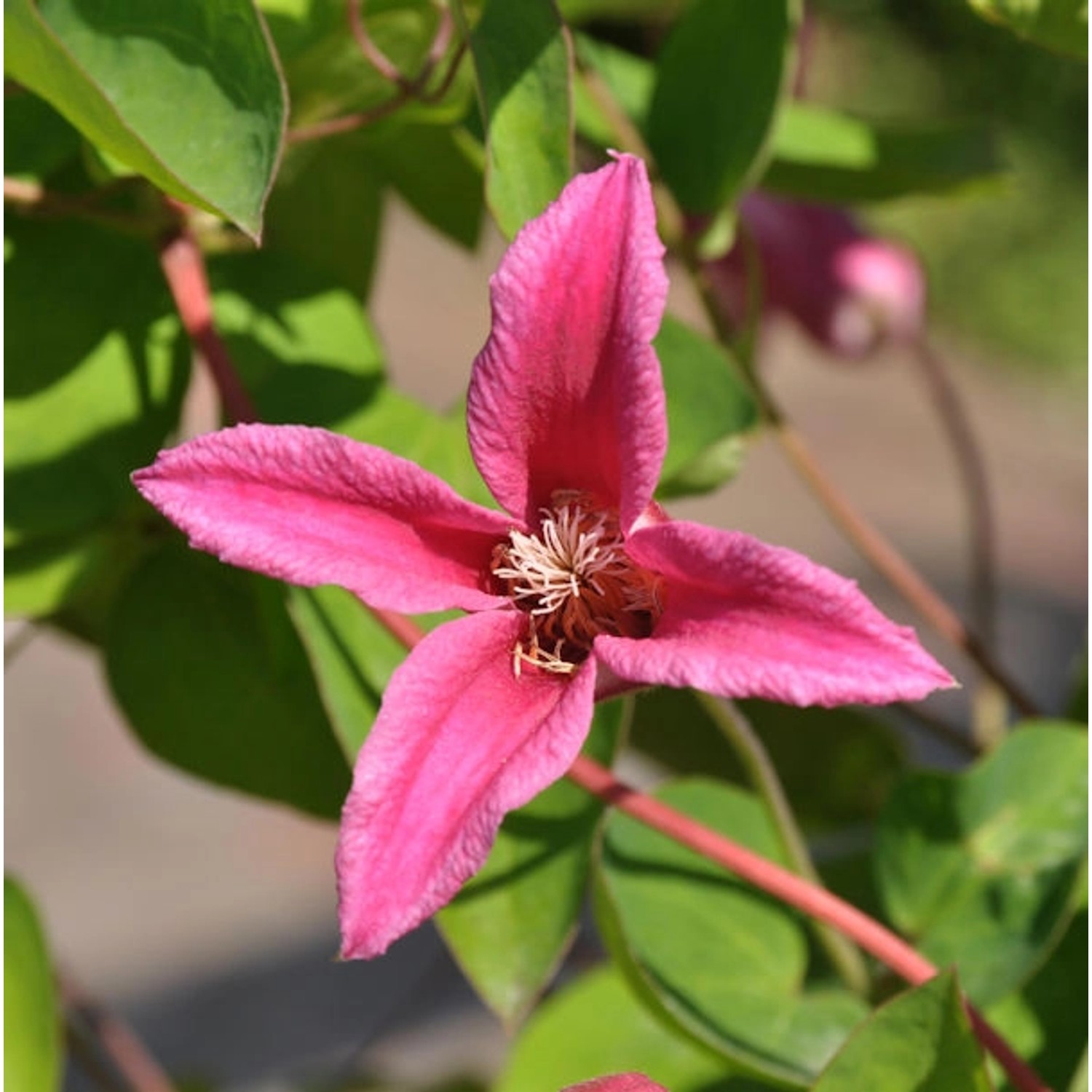 Englische Waldrebe Princess Diana 60-80cm - Clematis texensis günstig online kaufen