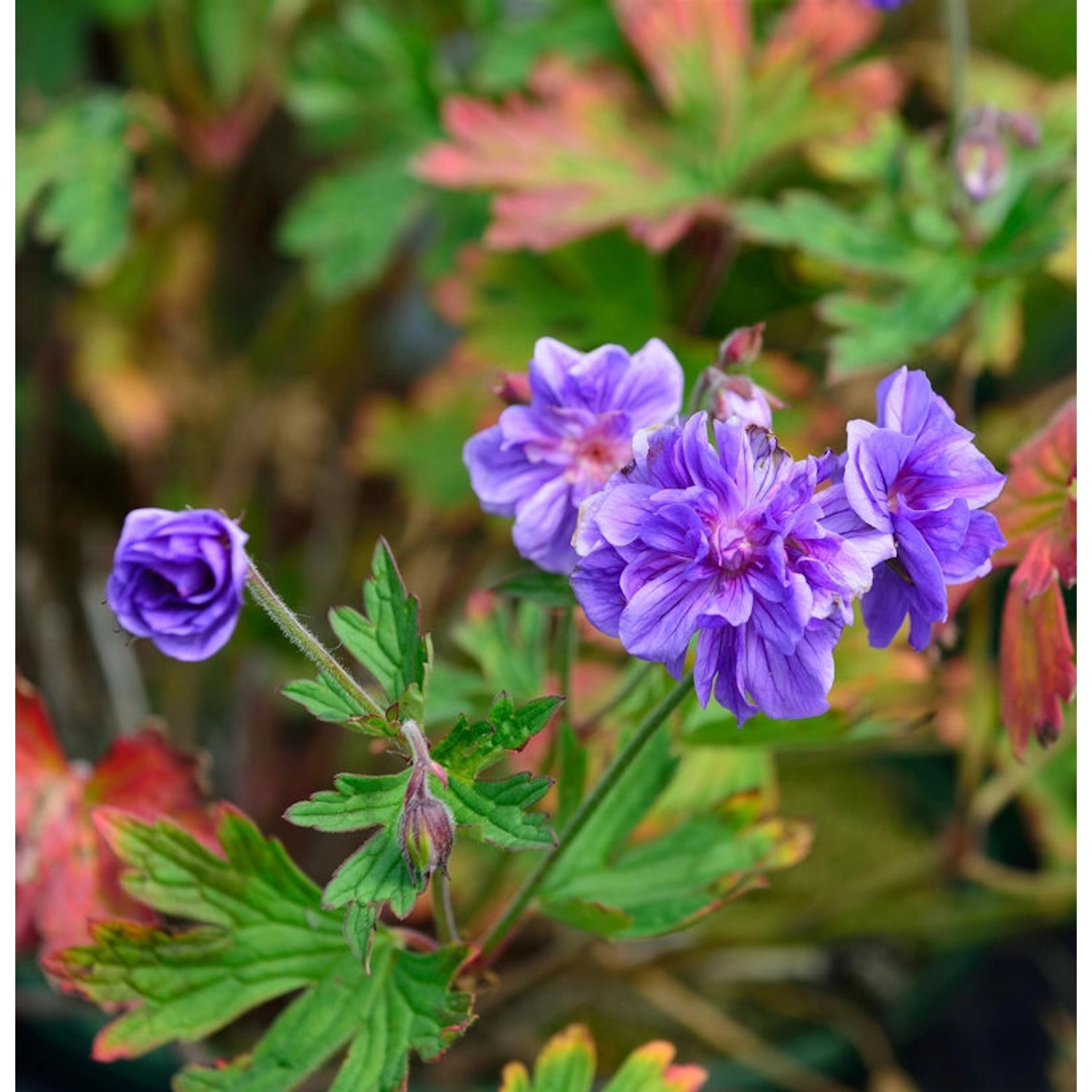 Himalayastorchschnabel Plenum - Geranium himalayense günstig online kaufen