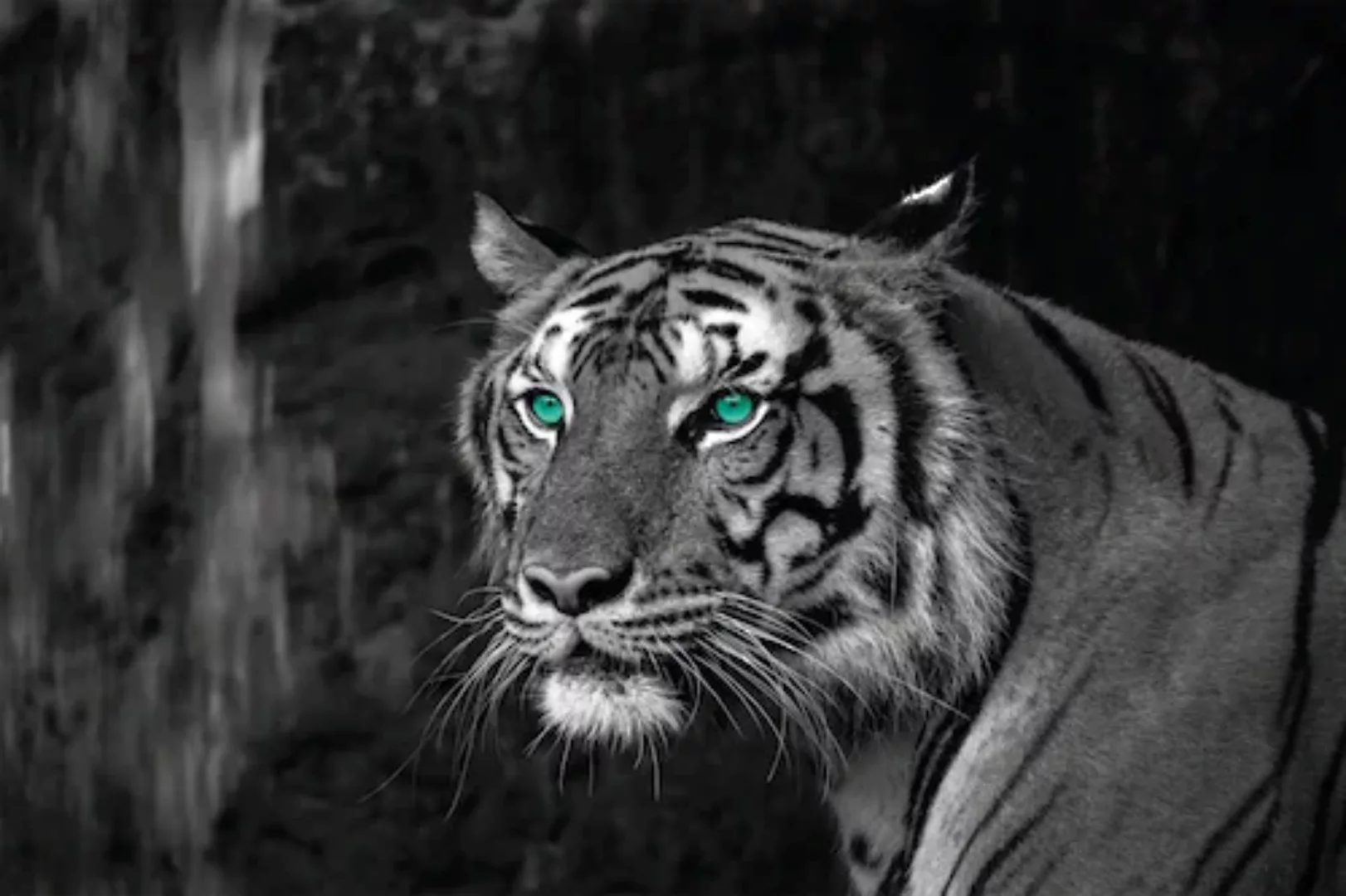Bönninghoff Keilrahmenbild Tiger B/L: ca. 60x90 cm günstig online kaufen