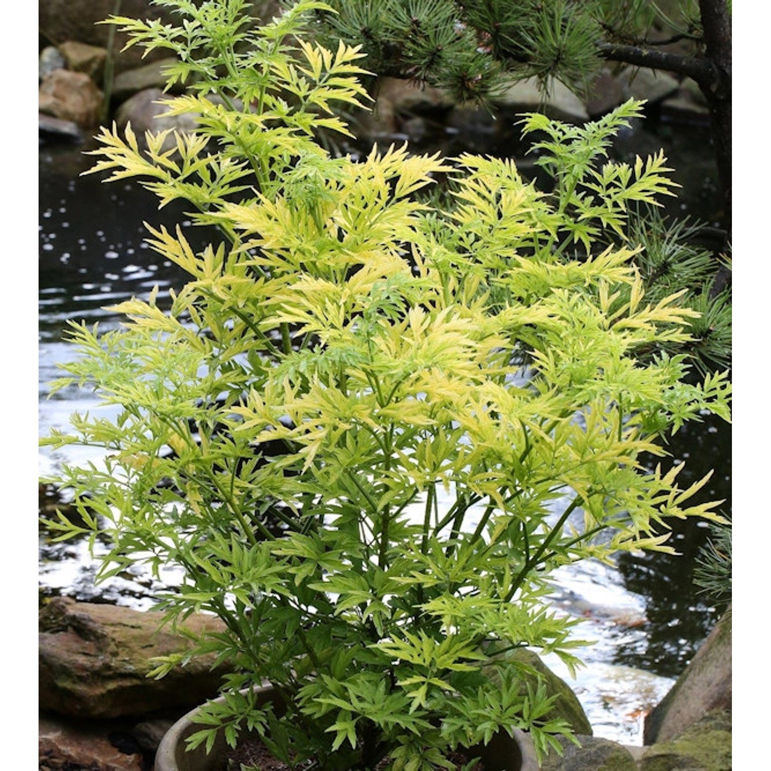 Gelblaubiger Säulen Holunder Golden Tower 100-125cm - Sambucus nigra günstig online kaufen