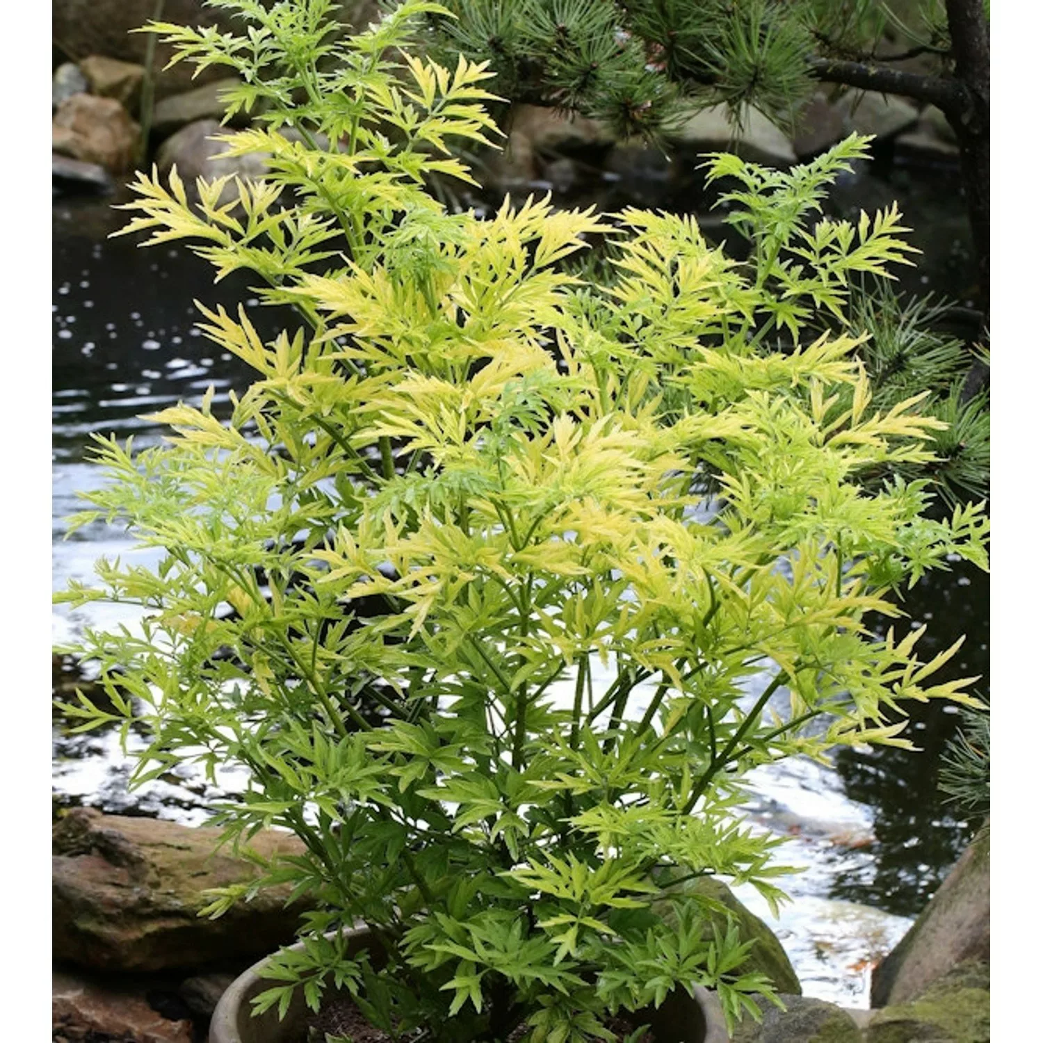 Gelblaubiger Säulen Holunder Golden Tower 60-80cm - Sambucus nigra günstig online kaufen