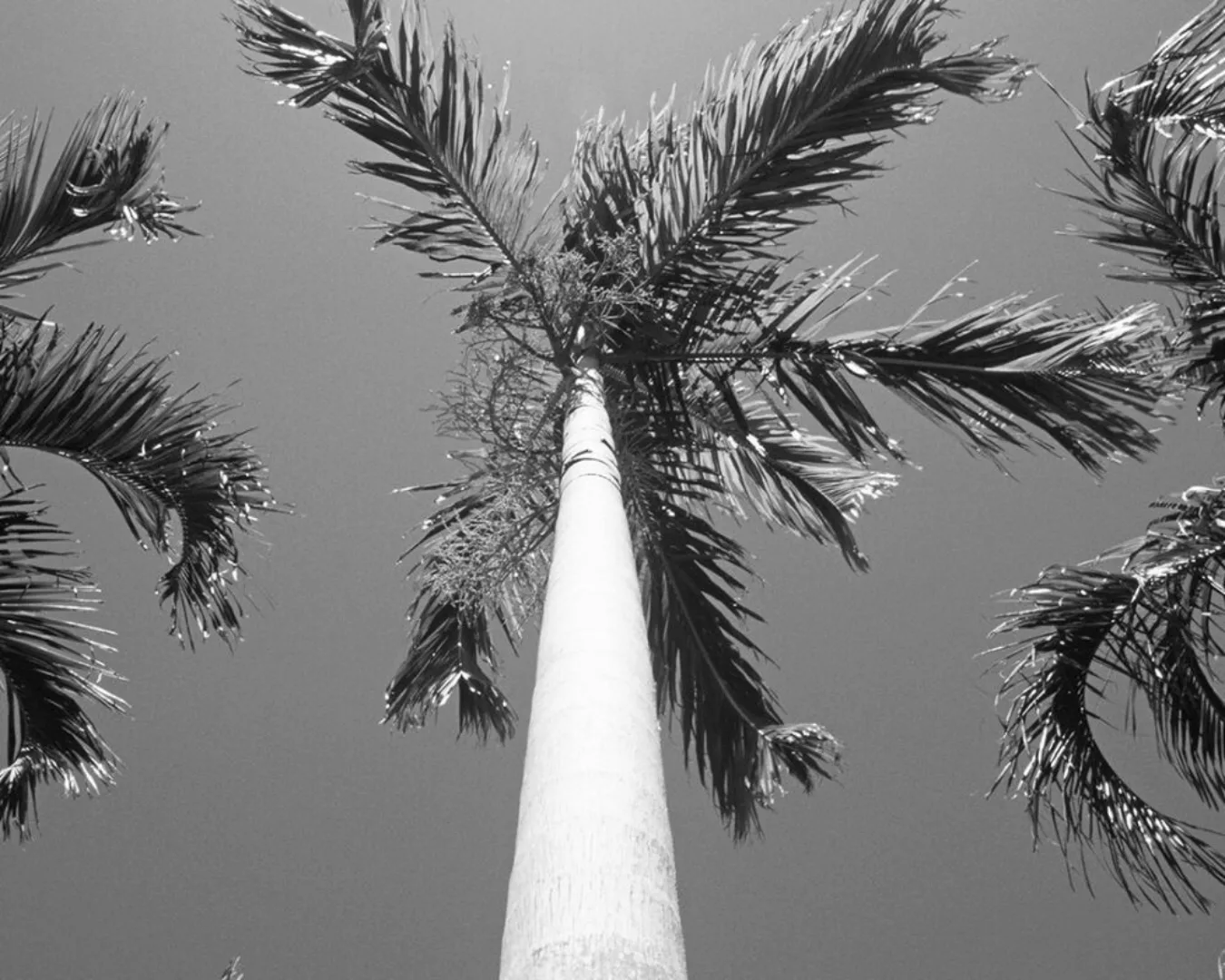 Fototapete "Palmen" 4,00x2,50 m / Strukturvlies Klassik günstig online kaufen