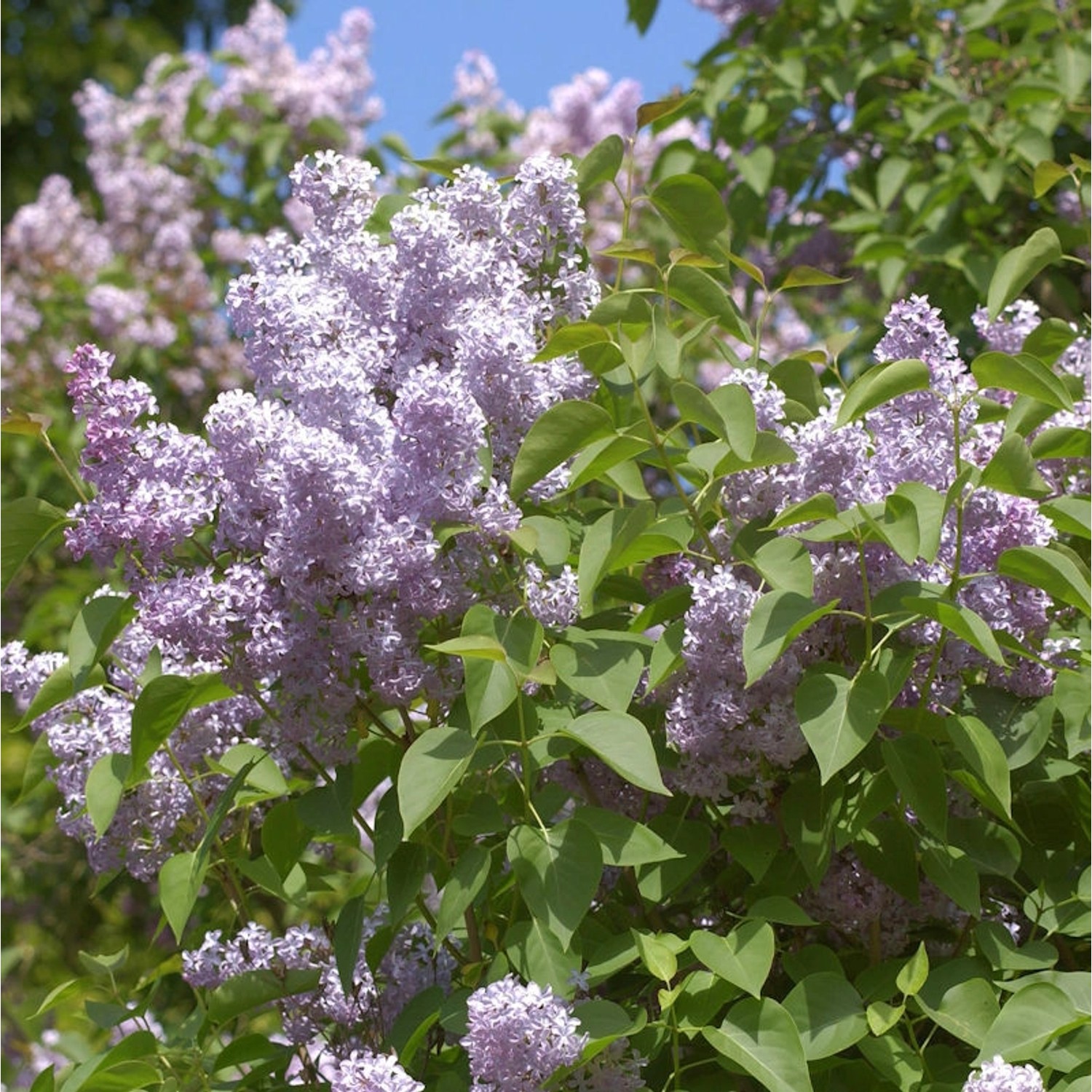 Wildflieder 100-125cm - Syringa vulgaris günstig online kaufen