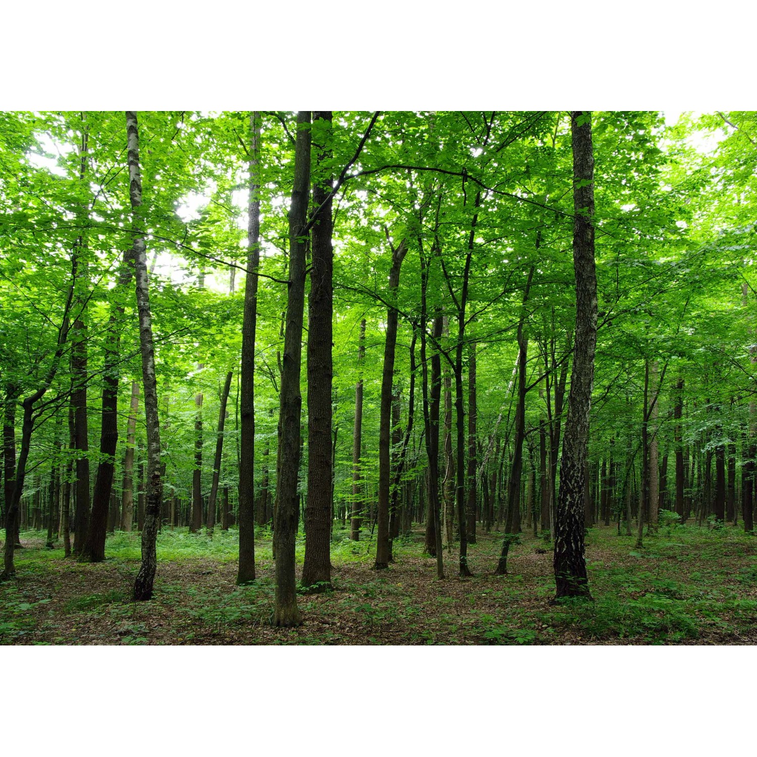 Sanders & Sanders Fototapete Bewaldete Landschaft Grün 360 x 254 cm 600401 günstig online kaufen