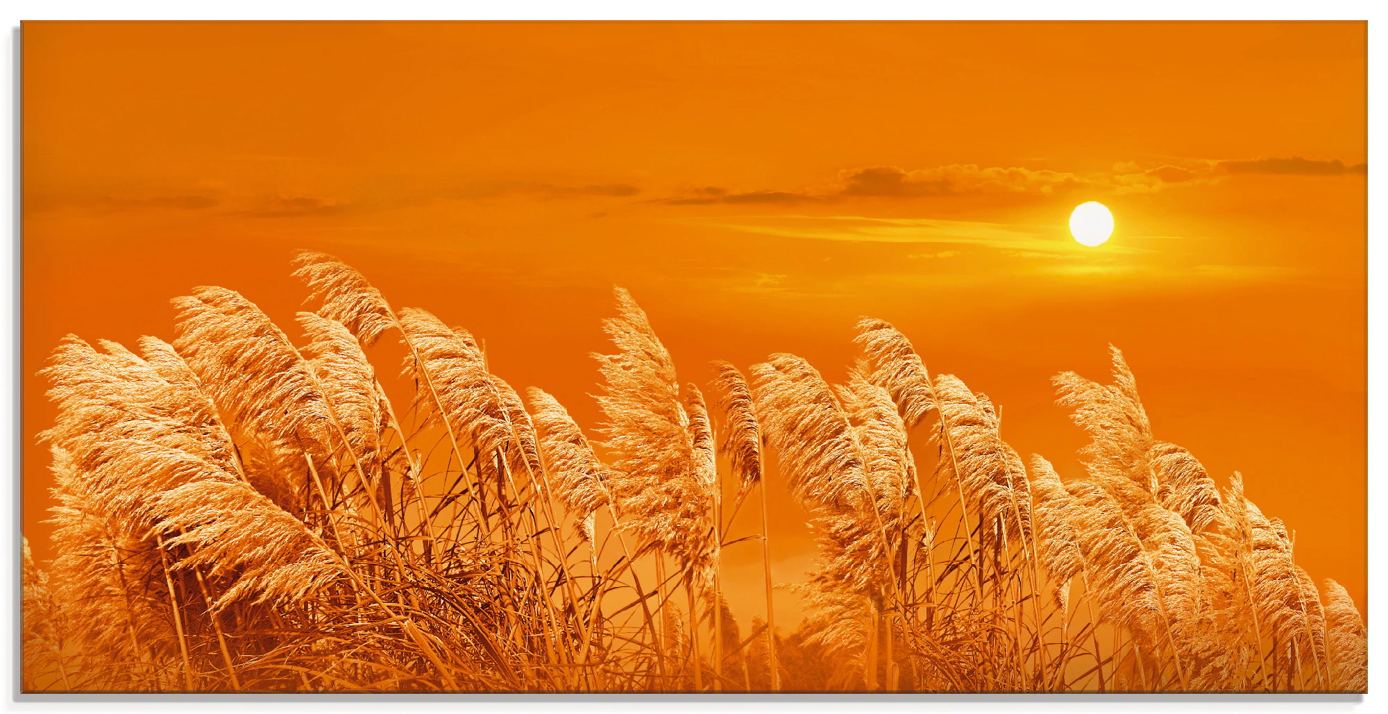 Artland Glasbild "Im Wind", Gräser, (1 St.), in verschiedenen Größen günstig online kaufen