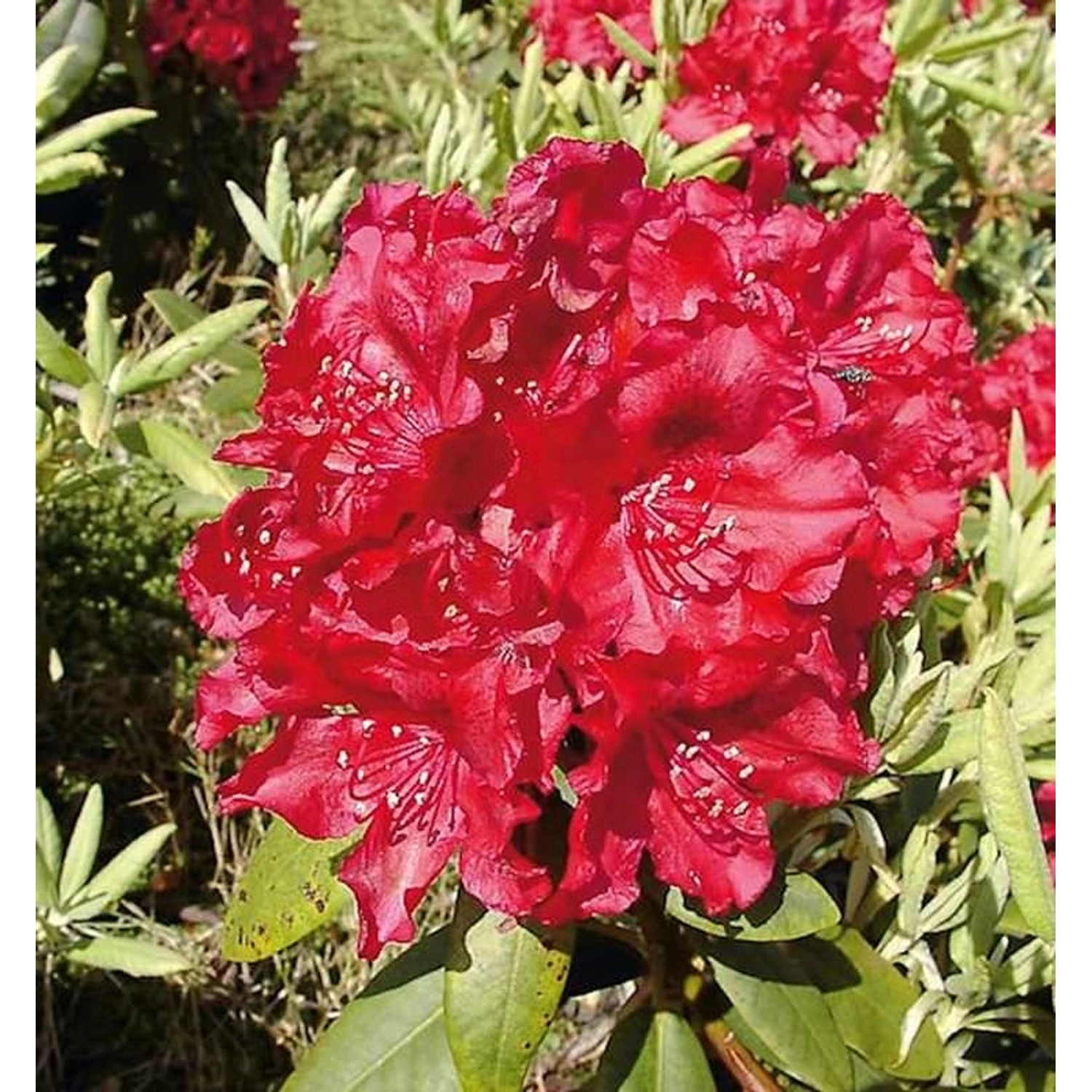 INKARHO - Großblumige Rhododendron Erato 50-60cm - Alpenrose günstig online kaufen