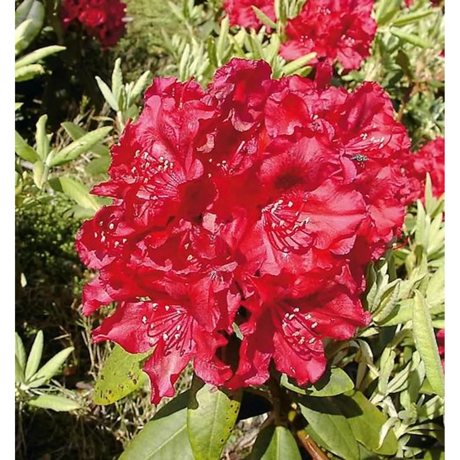 INKARHO - Großblumige Rhododendron Erato 30-40cm - Alpenrose günstig online kaufen