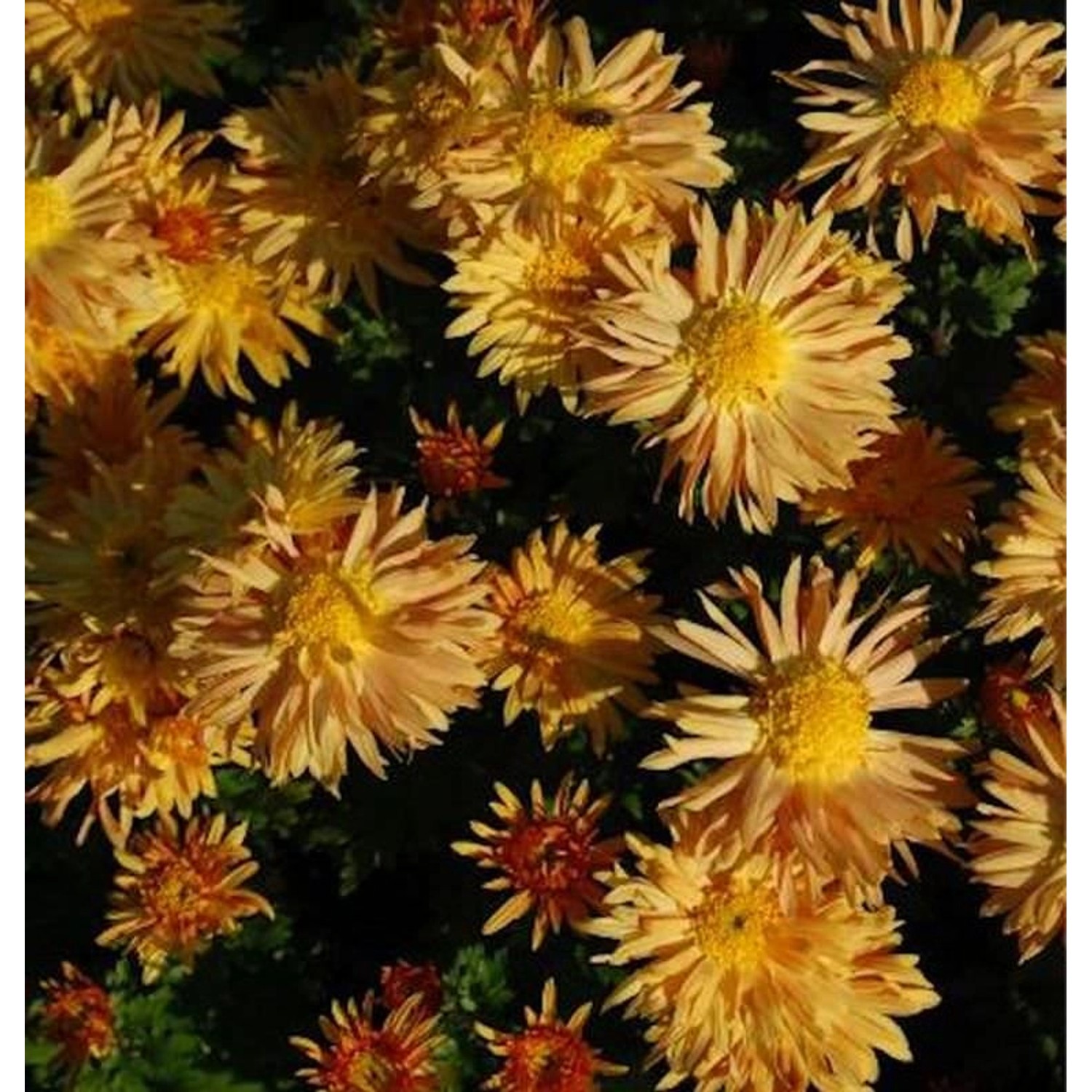 Winteraster Herbstreigen - Chrysanthemum hortorum günstig online kaufen