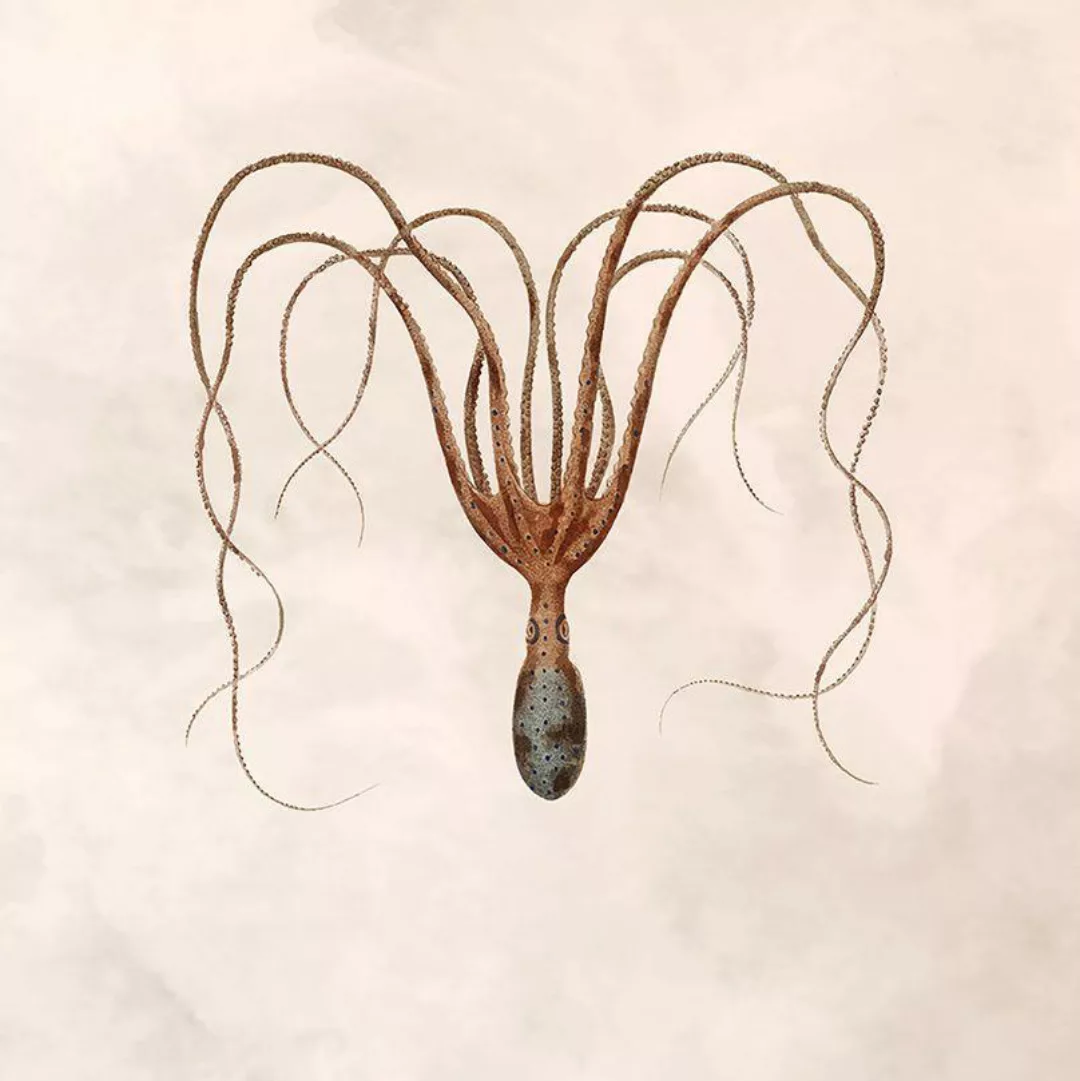 Wandkraft | Wanddekoration Botanical Octopus günstig online kaufen