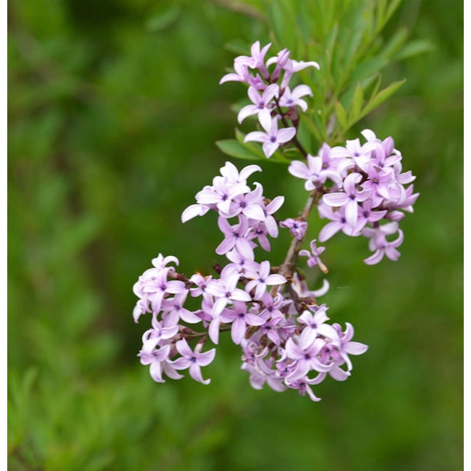 Persische Flieder Laciniata 80-100cm - Syringa persica günstig online kaufen