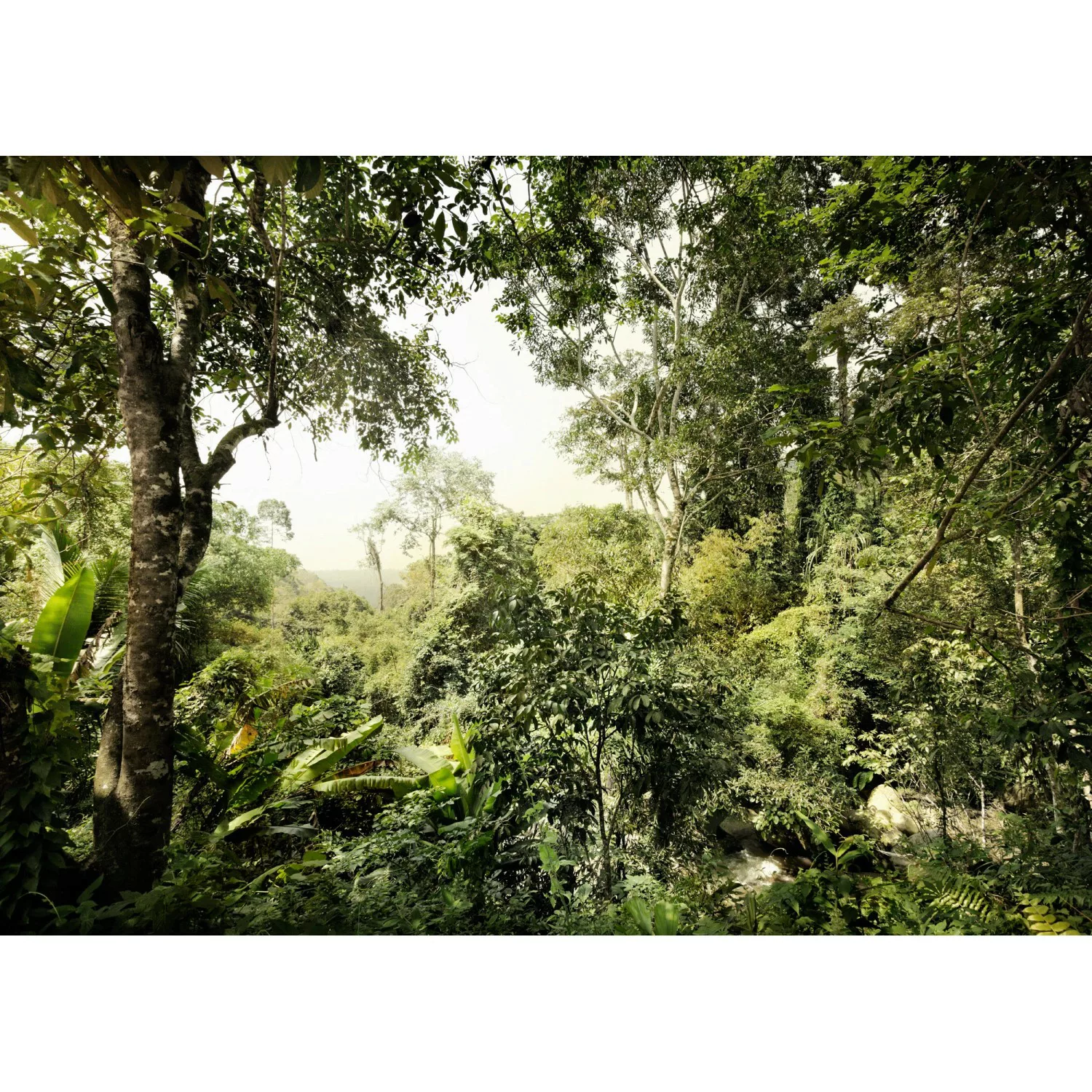 KOMAR Vlies Fototapete - Dschungel - Größe 350 x 250 cm mehrfarbig günstig online kaufen