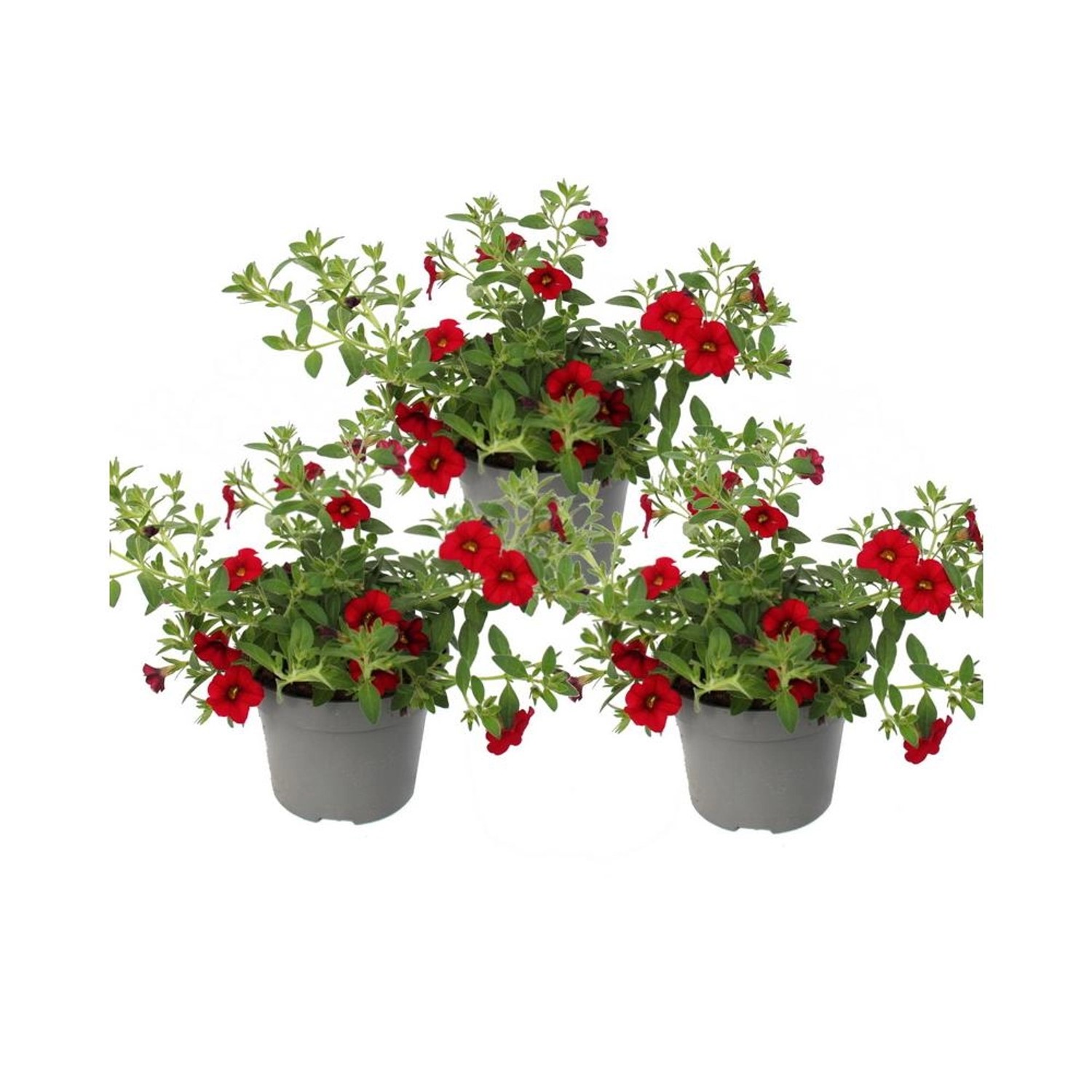 Exotenherz Zauberglöckchen Minihängepetunie Calibrachoa 12cm Topf Set mit 3 günstig online kaufen