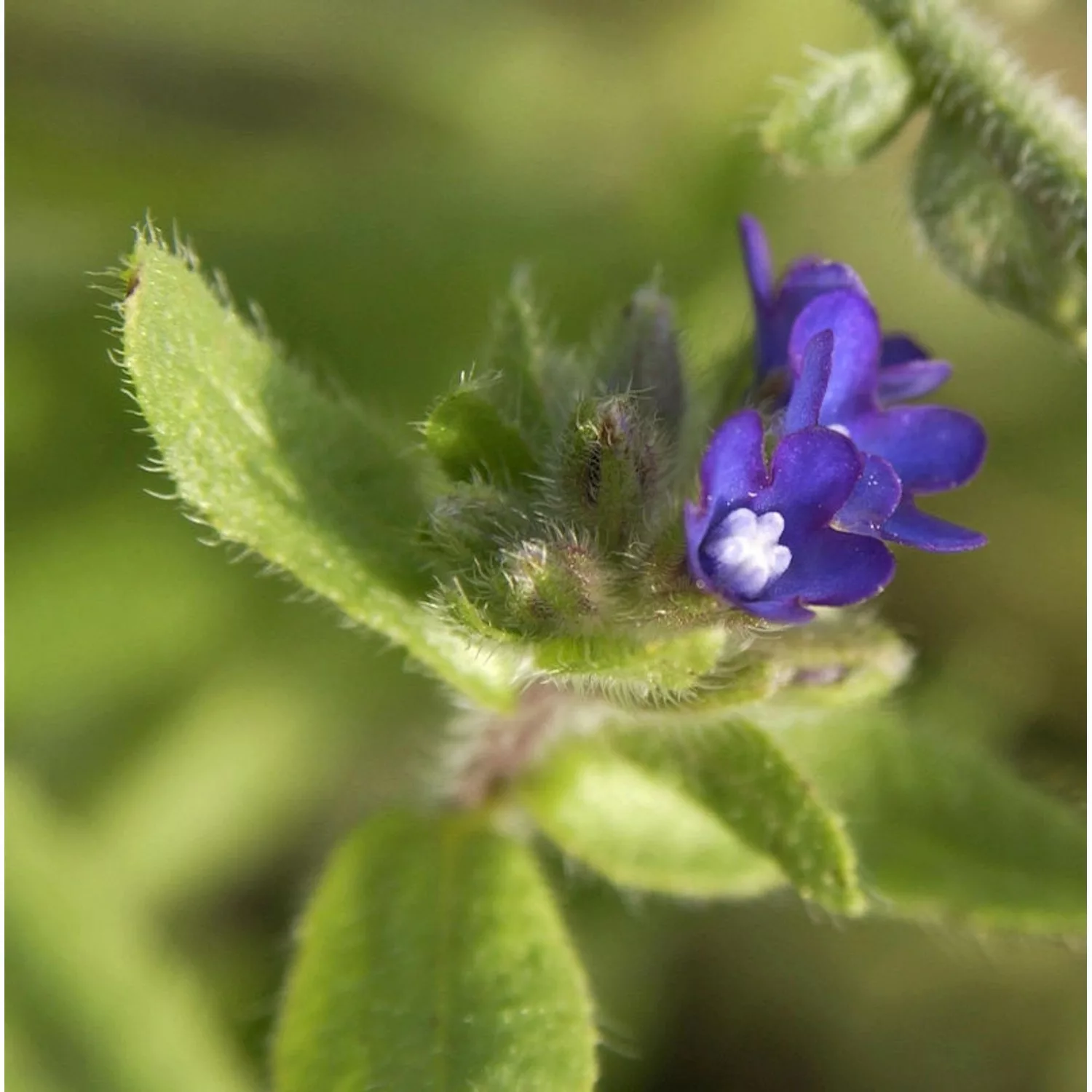 Gewöhnliche Ochsenzunge - Anchusa officinalis günstig online kaufen