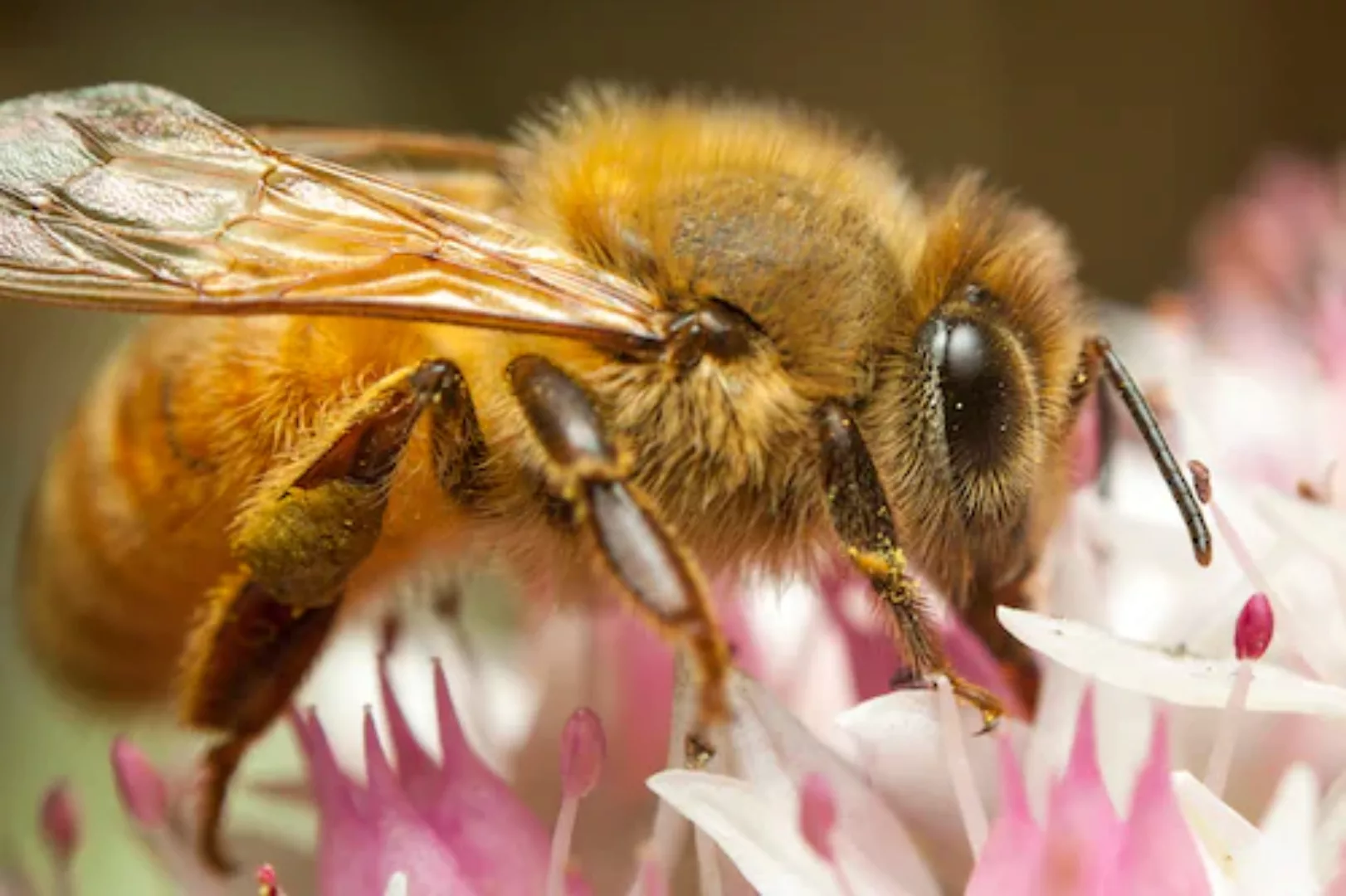 Papermoon Fototapete »HONIGBIENE-BIENE MAKRO BLÜTENSTAUB BLUME INSEKTE NATU günstig online kaufen