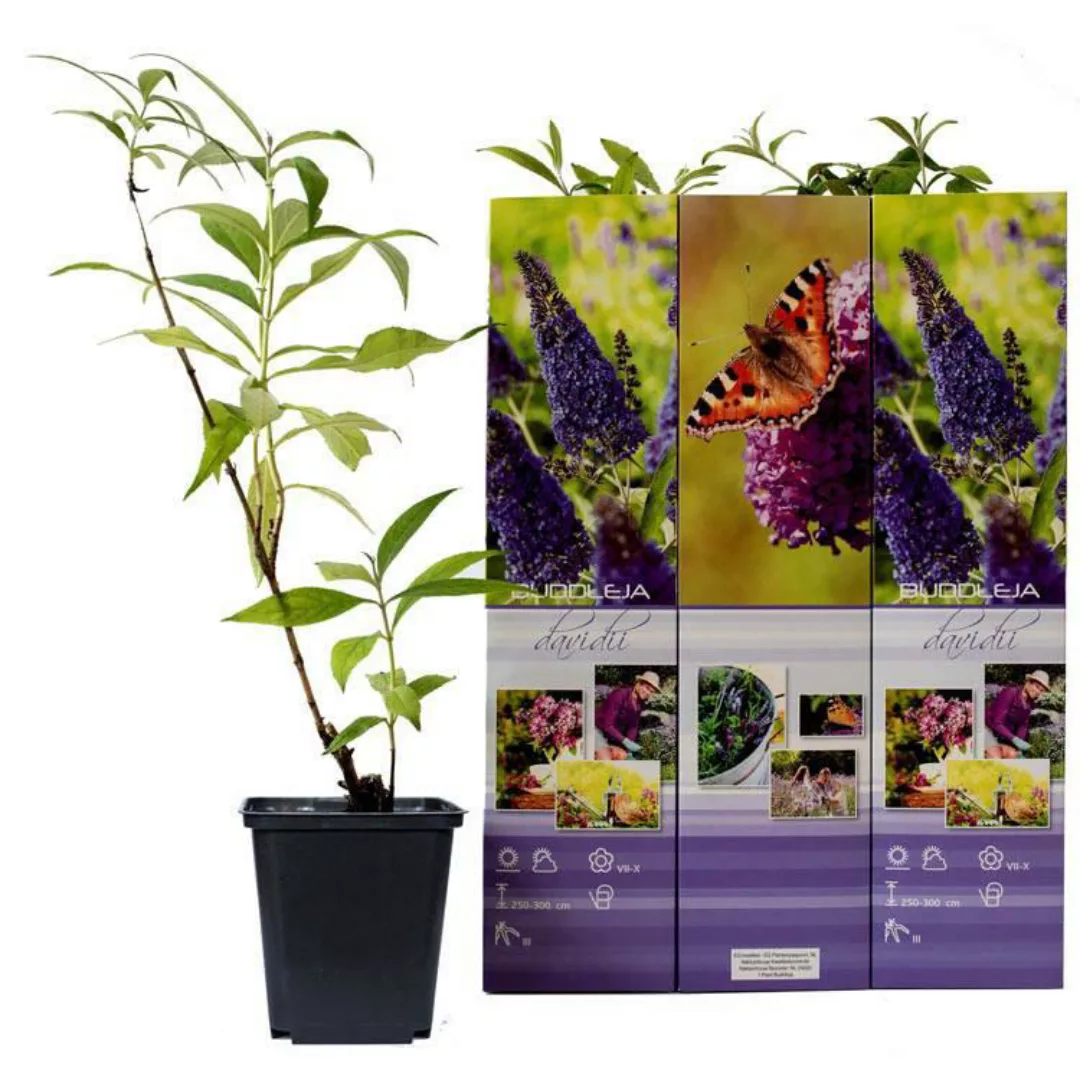 OH2 | Set mit 6 mediterranen Pflanzen Set Citrus günstig online kaufen