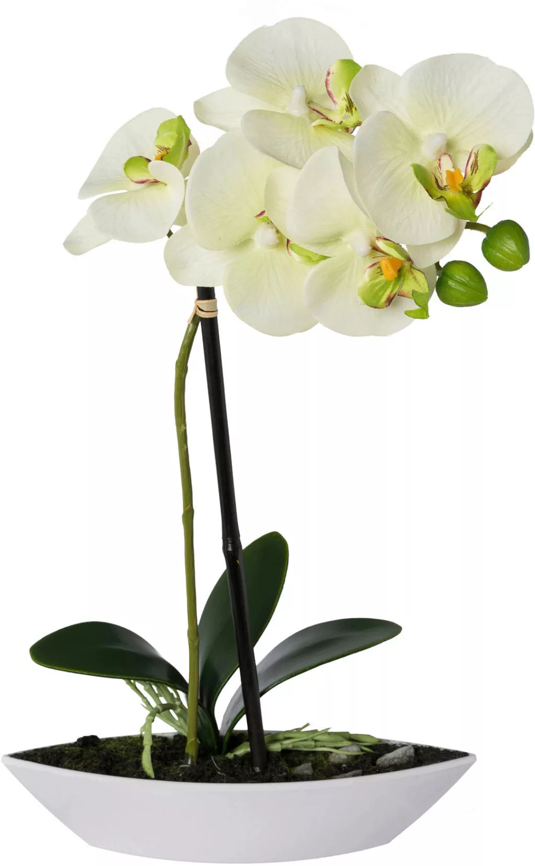 Creativ green Kunstorchidee "Phalaenopsis" günstig online kaufen