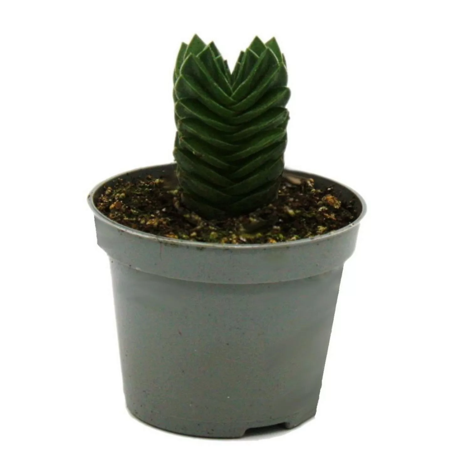 Exotenherz Sukkulente Crassula Buddhas Tempel Mini-Dickblatt 6cm Topf günstig online kaufen