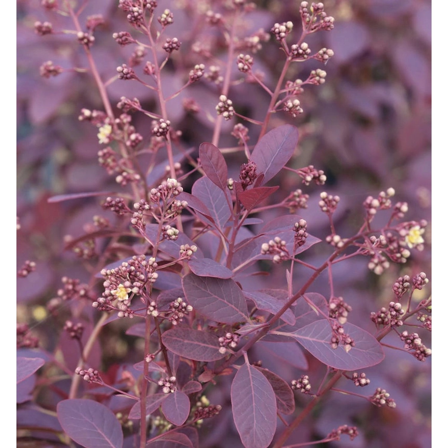 Perückenstrauch Royal Purple 40-60cm - Cotinus coggygria günstig online kaufen