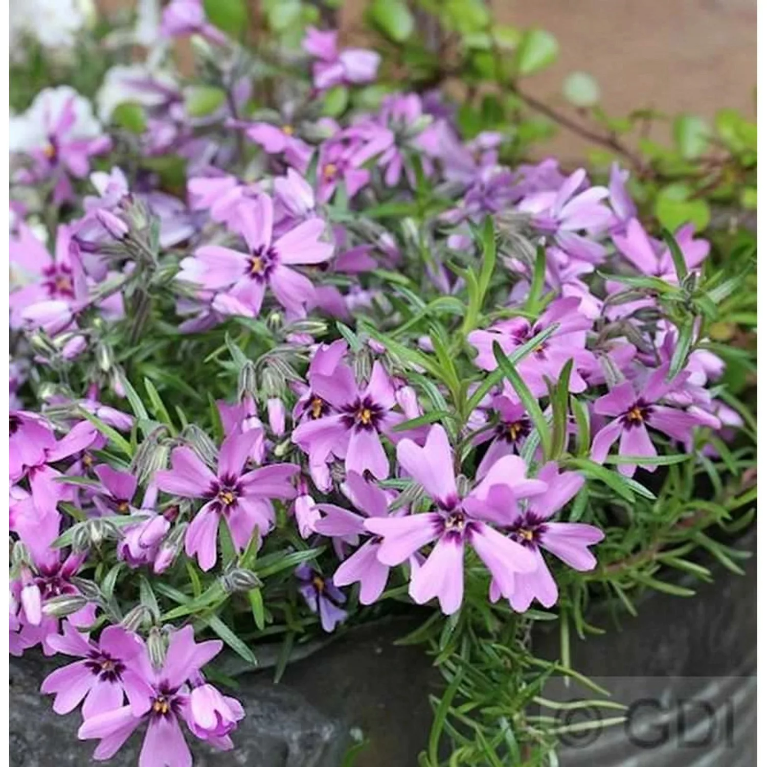 Niedrige Flammenblume Linners Traum - Phlox subulata günstig online kaufen