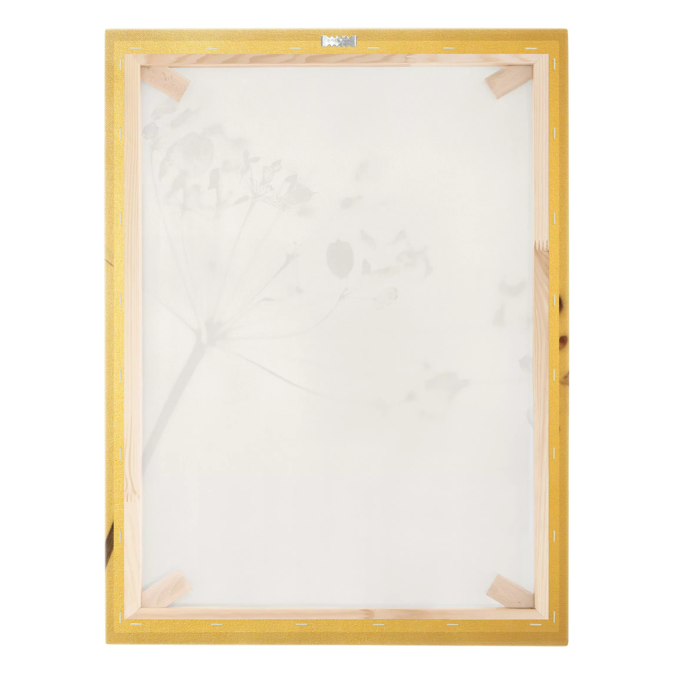 Leinwandbild Makroaufnahme Trockenblume im Schatten günstig online kaufen