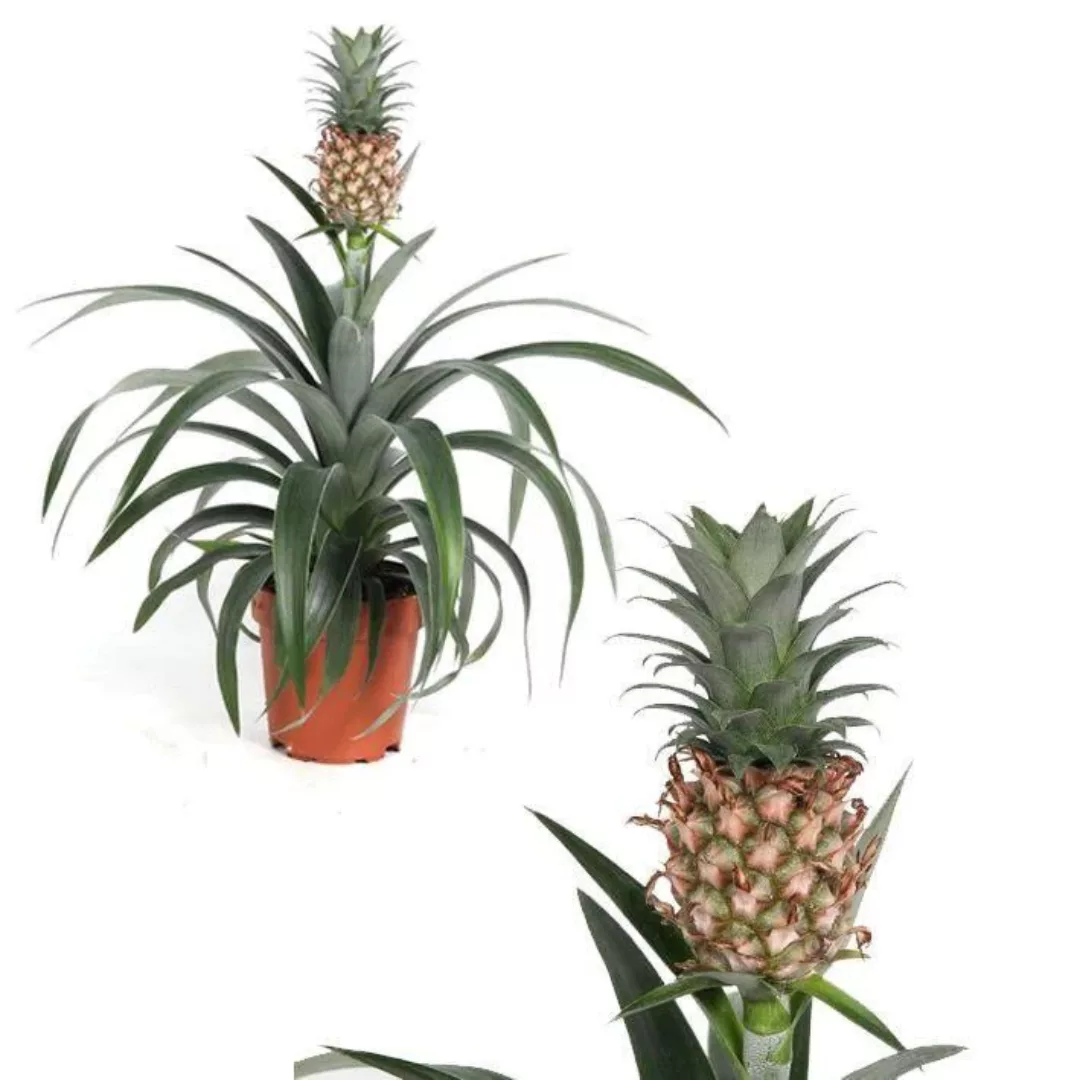 Perfect Plant | 2er-Set Ananas mi Amigo günstig online kaufen