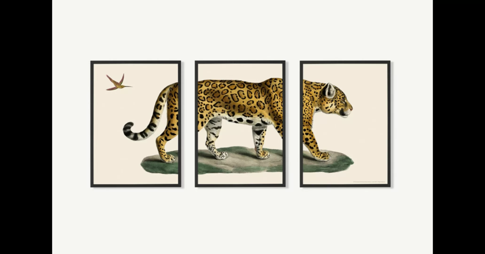 3 x Natural History Museum 'Vintage Jaguar' gerahmte Kunstdrucke (A3) - MAD günstig online kaufen
