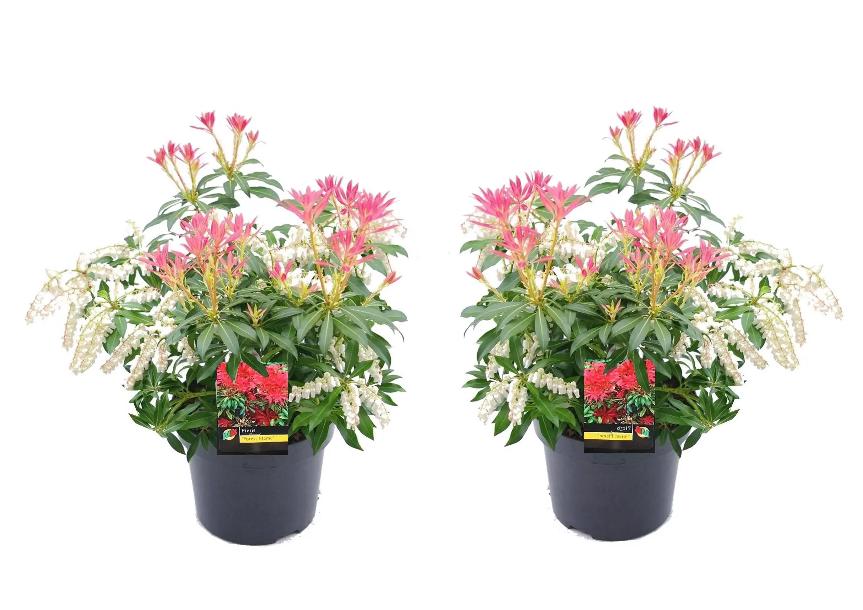 Perfect Plant | 2er Set Pieris Waldflamme günstig online kaufen