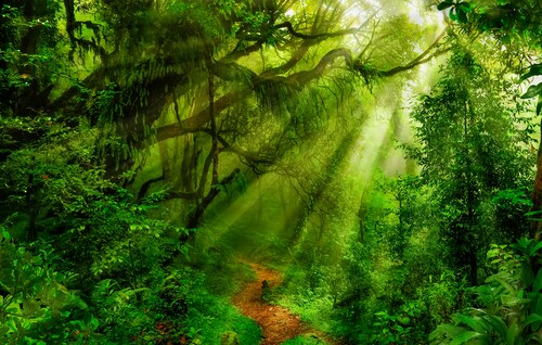 Papermoon Fototapete »TROPISCHER WALD-BAUM DSCHUNGEL SONNE WEG PALMEN BACH« günstig online kaufen