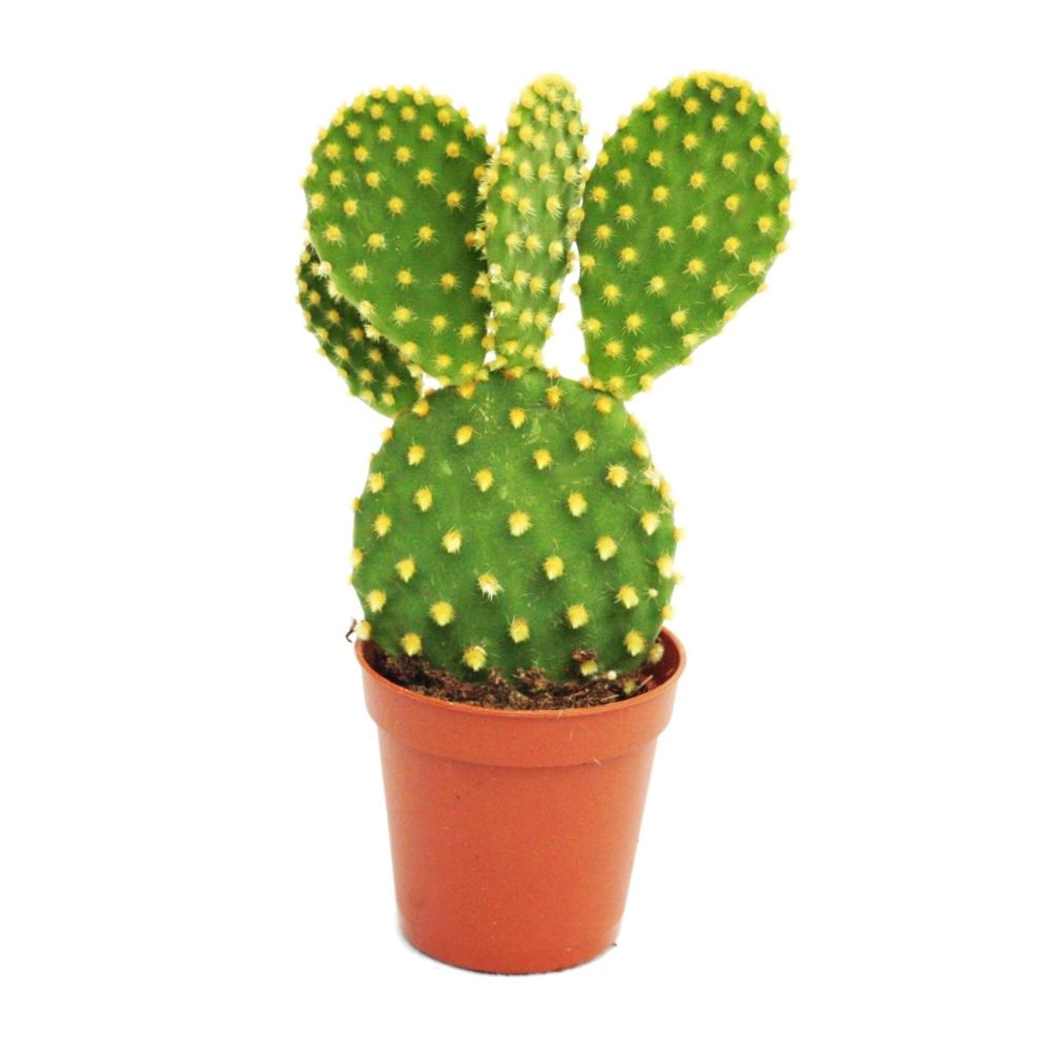 Exotenherz Opuntia Microdasys Gelbstachliger Ohrenkaktus im 8,5cm Topf günstig online kaufen