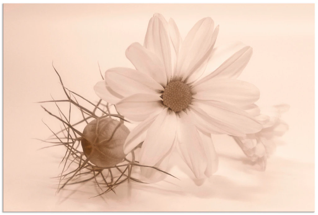 Artland Wandbild »Chrysantheme«, Blumen, (1 St.), als Alubild, Outdoorbild, günstig online kaufen