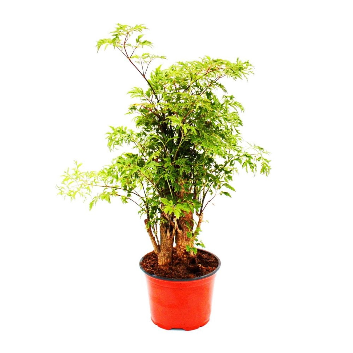 Exotenherz Fiederaralie Polyscias Fruticosa Pflegeleichte Zimmerpflanze mit günstig online kaufen