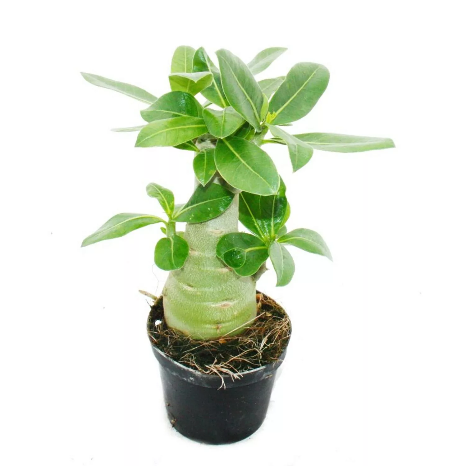 Exotenherz Kleine Wüstenrose Adenium Überraschungsfarbe 9cm Topf günstig online kaufen