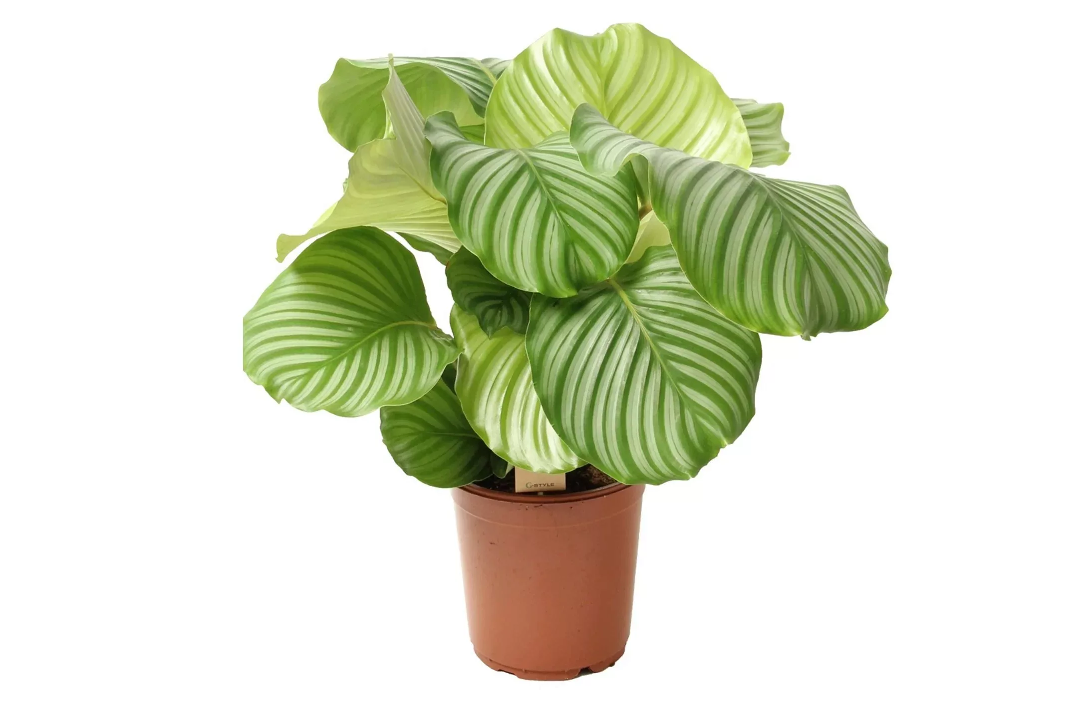 Perfect Plant | Calathea Orbifolia günstig online kaufen