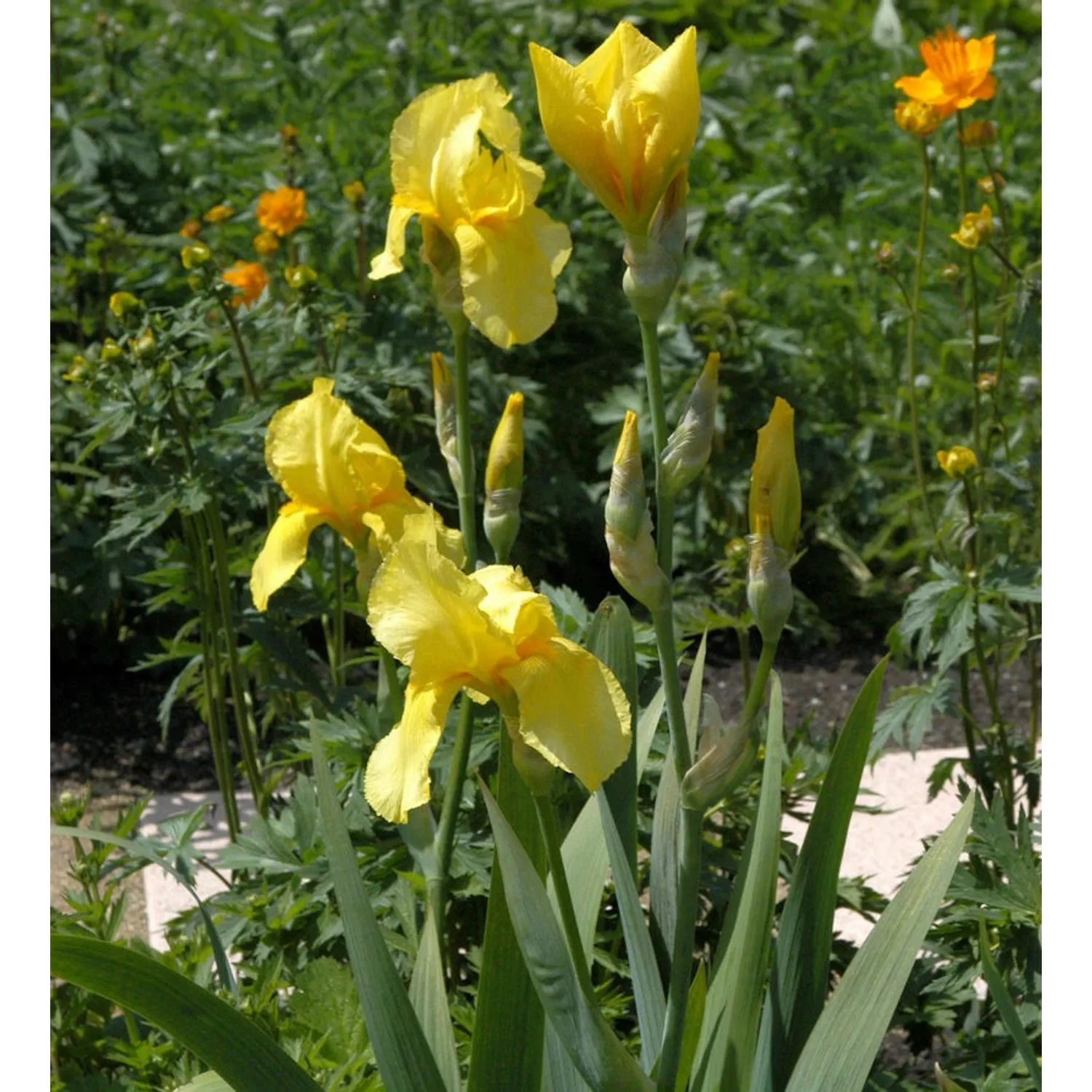 Schwertlilie Goldfackel - Iris barbata günstig online kaufen