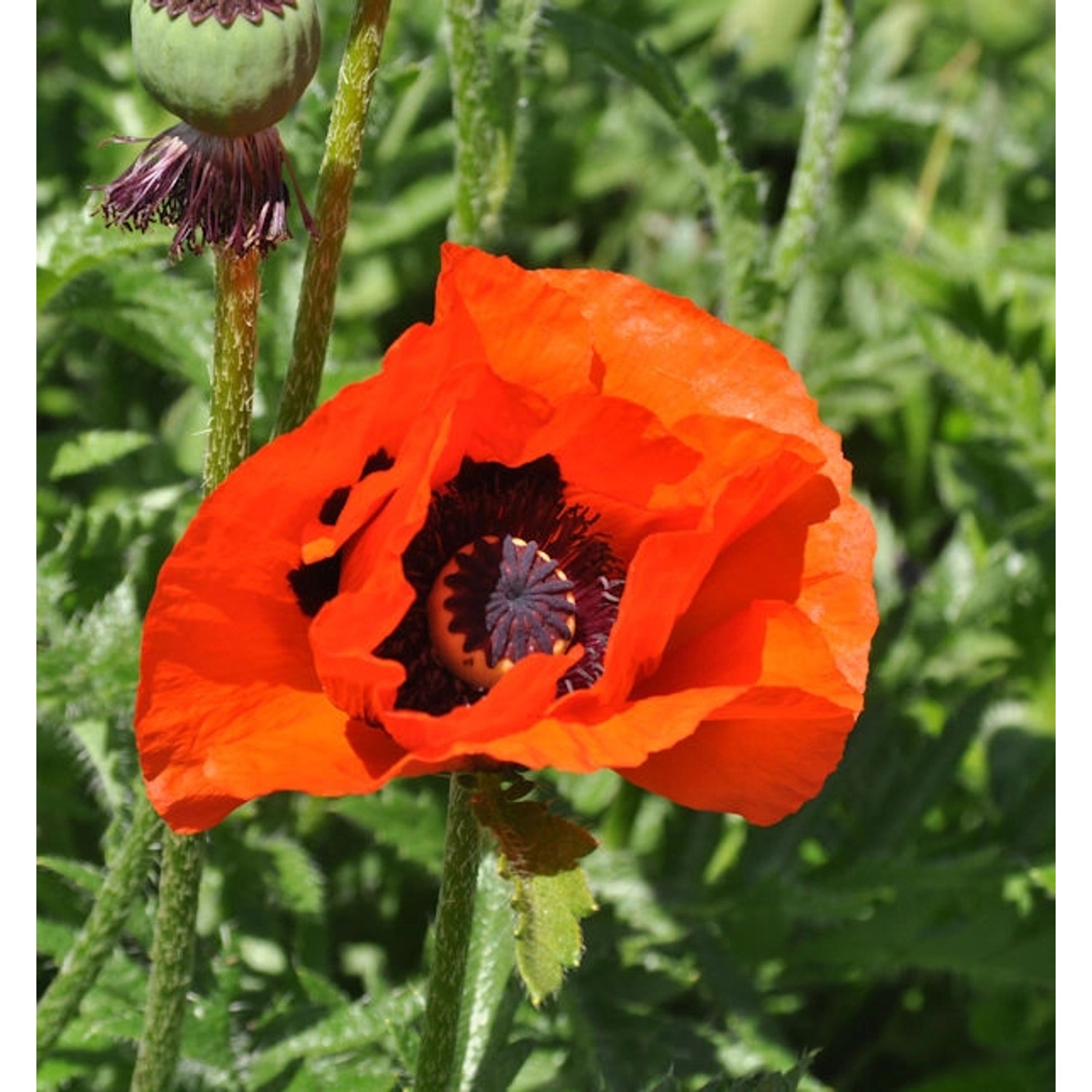 Türkischer Mohn Brilliant - Papaver orientale günstig online kaufen