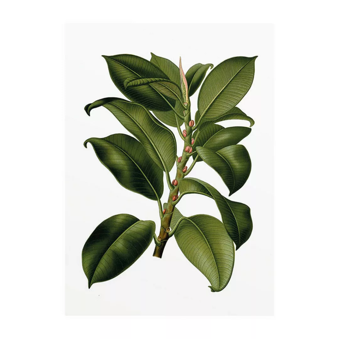 Komar Wandbild Elastica Tree Pflanzen B/L: ca. 30x40 cm günstig online kaufen