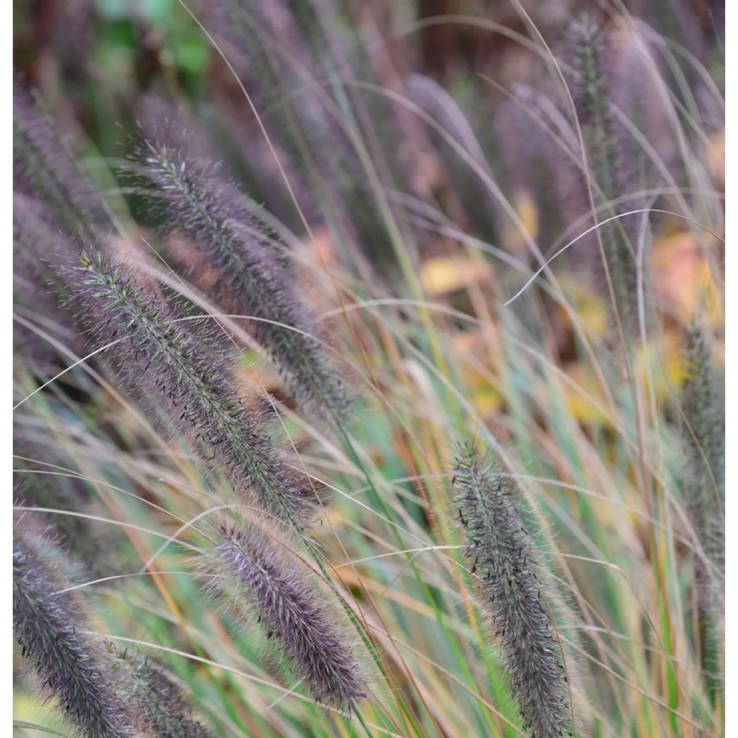 Lampenputzergras Viridescens - Pennisetum alopecuroides günstig online kaufen