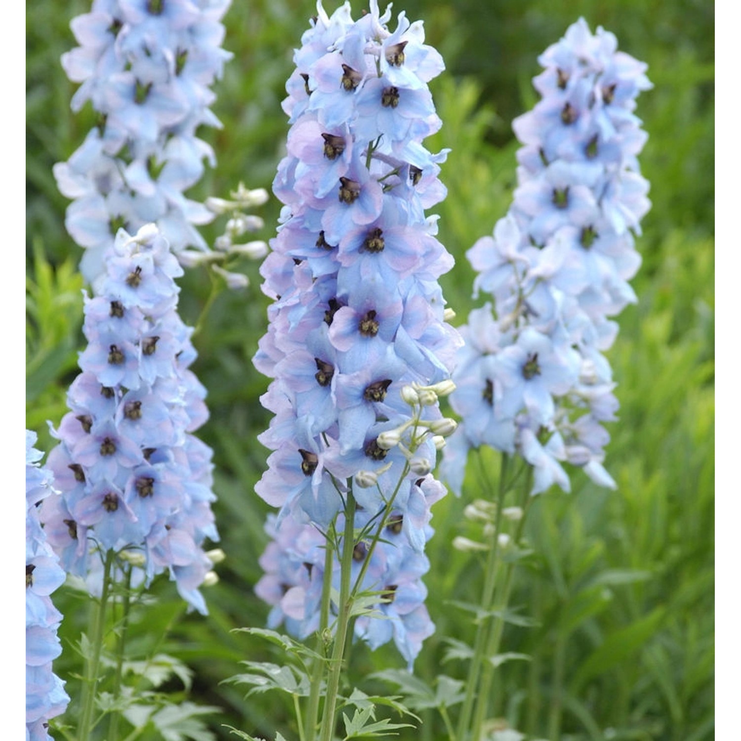 Hoher Rittersporn Neptun - Delphinium elatum günstig online kaufen