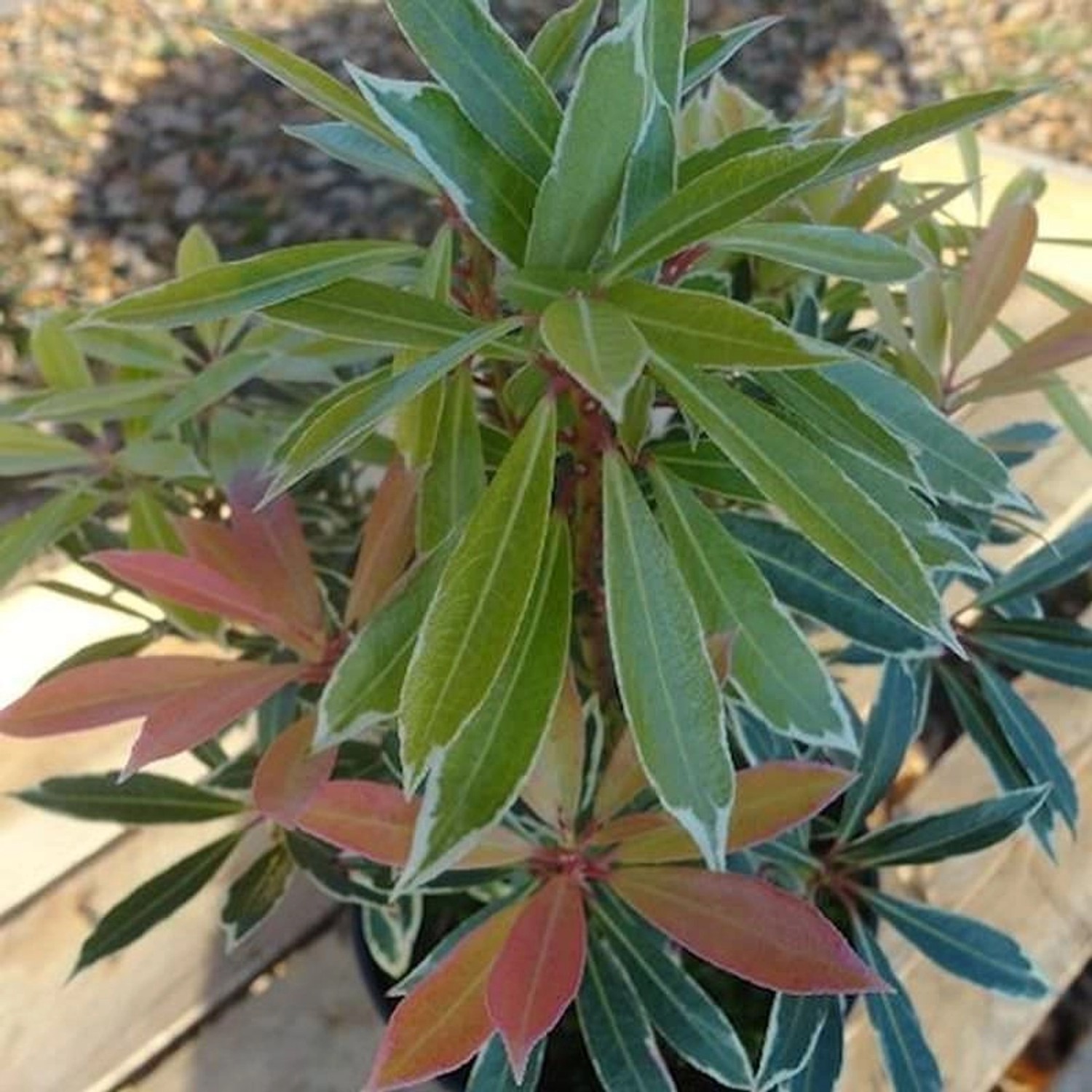 Schattenglöckchen Lavendelheide Flamming Silver 20-25cm - Pieris japonica günstig online kaufen