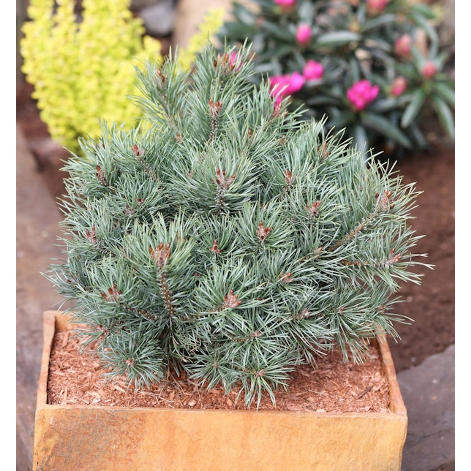 Blaue Zwerg Kiefer Martham 25-30cm - Pinus sylvestris günstig online kaufen