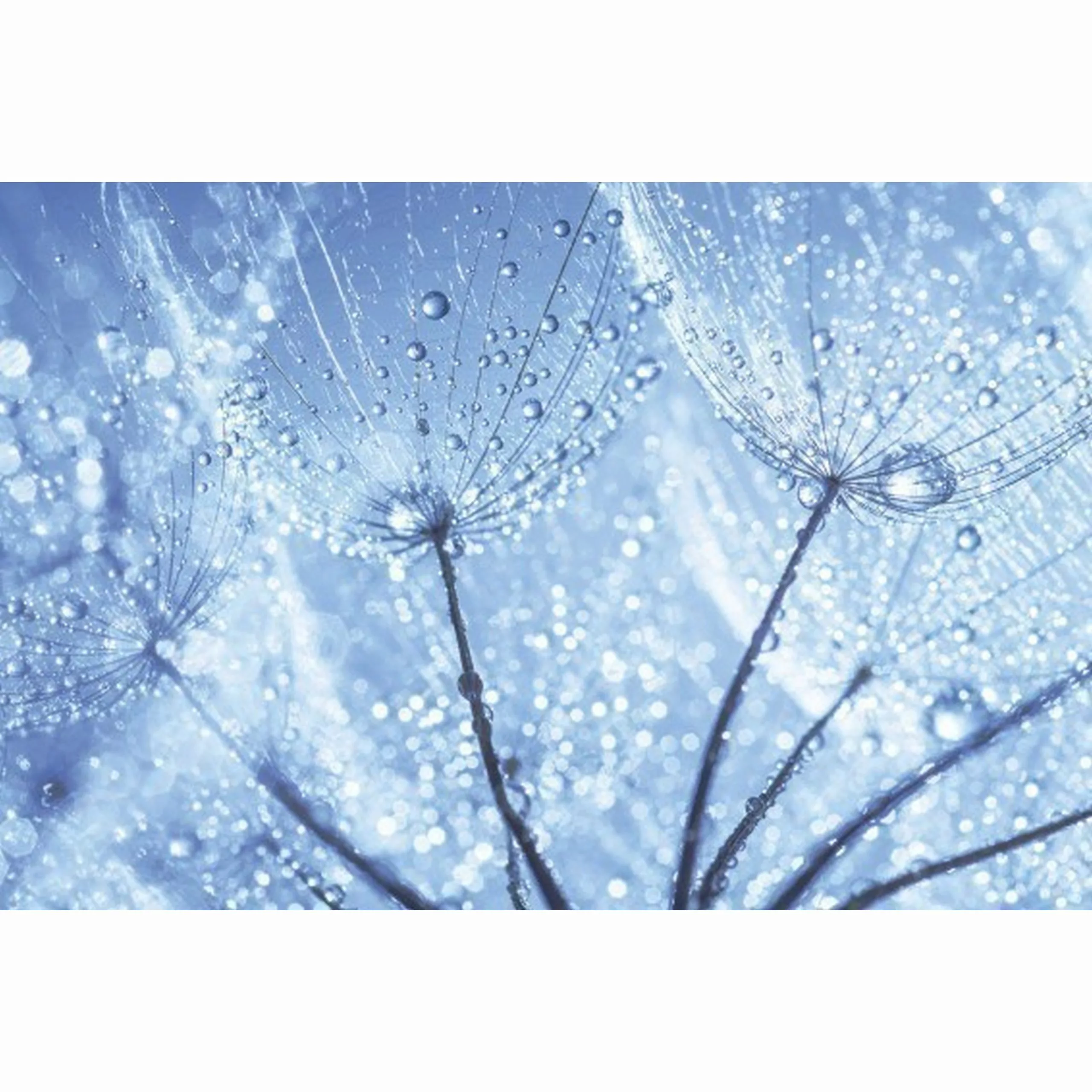 Fototapete DANDELION WATER DROPS  | MS-5-0125 | Blau | Digitaldruck auf Vli günstig online kaufen