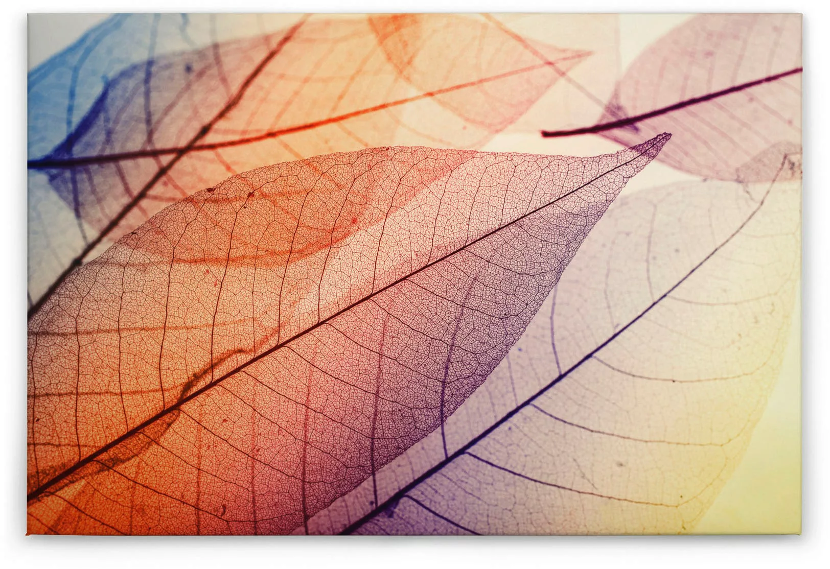 A.S. Création Leinwandbild "Limpid Leaf", Natur, (1 St.), Keilrahmen Modern günstig online kaufen
